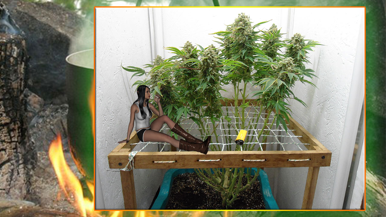 G13 Haze