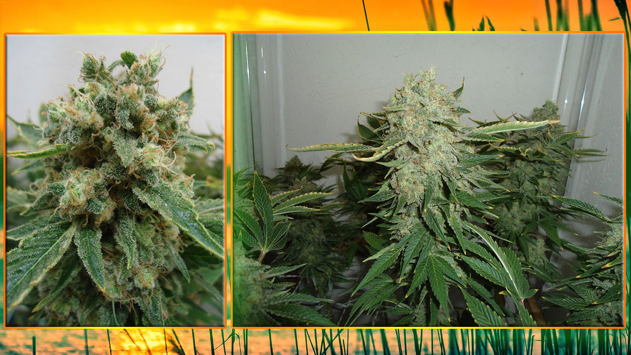 G13 Haze