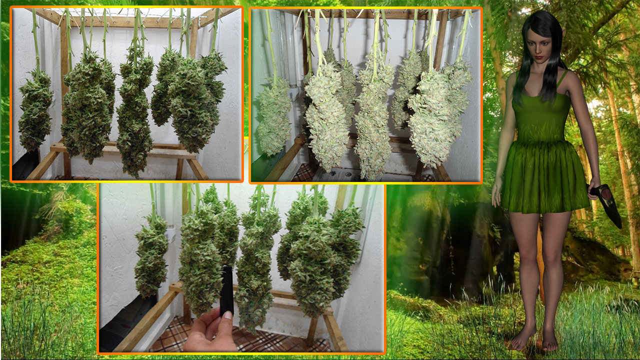 G13 Haze
