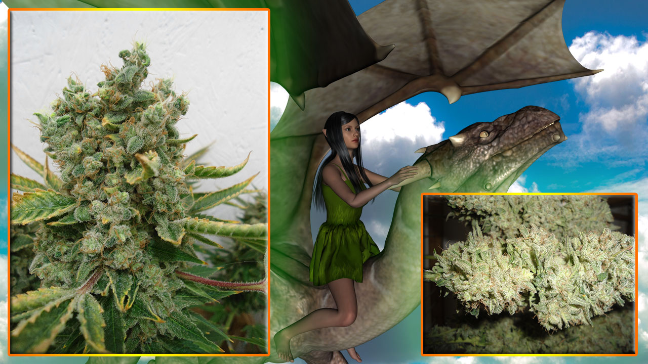 G13 Haze