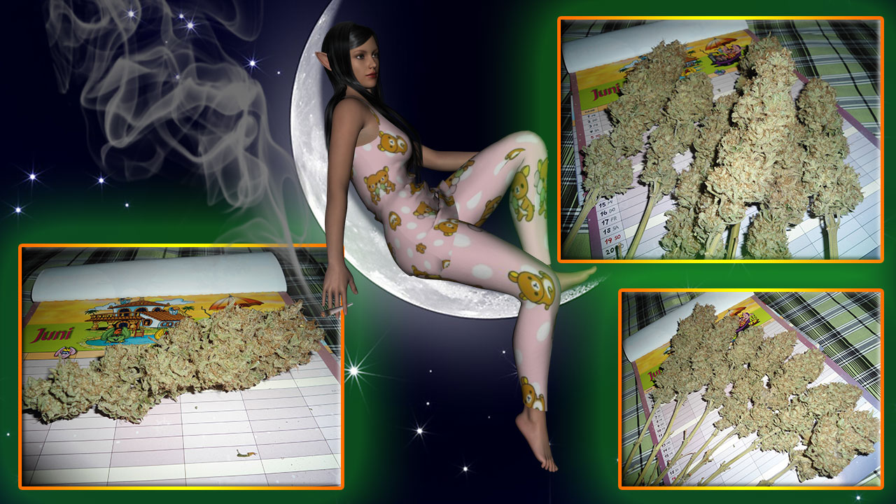 G13 Haze
