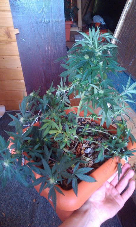G13