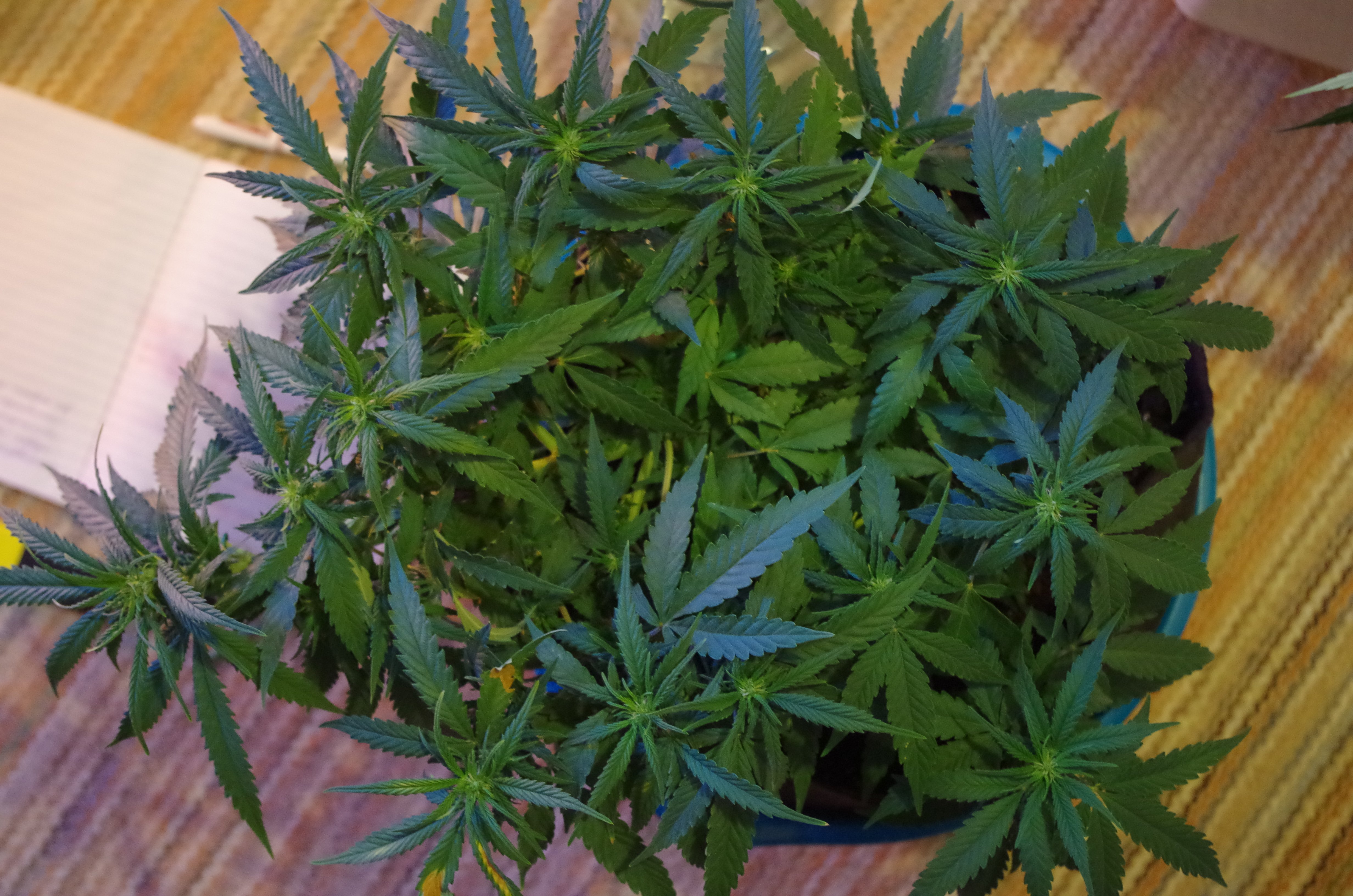 G6