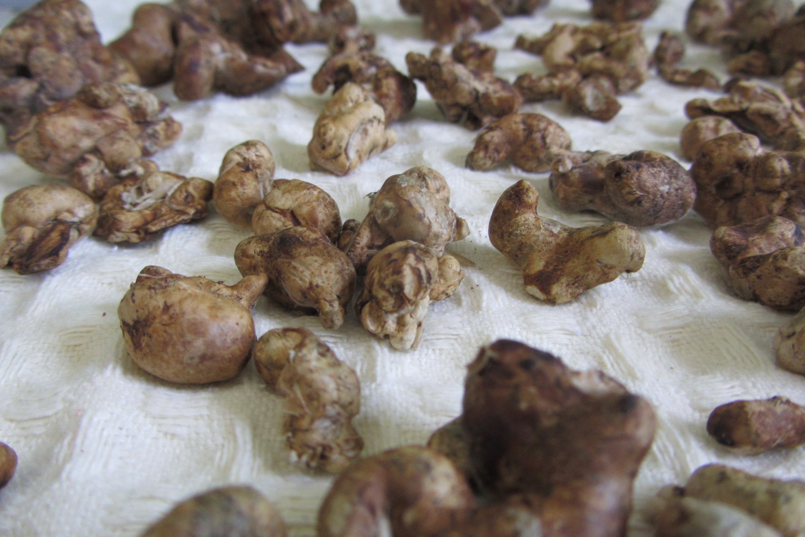 Галиндии 2.JPG