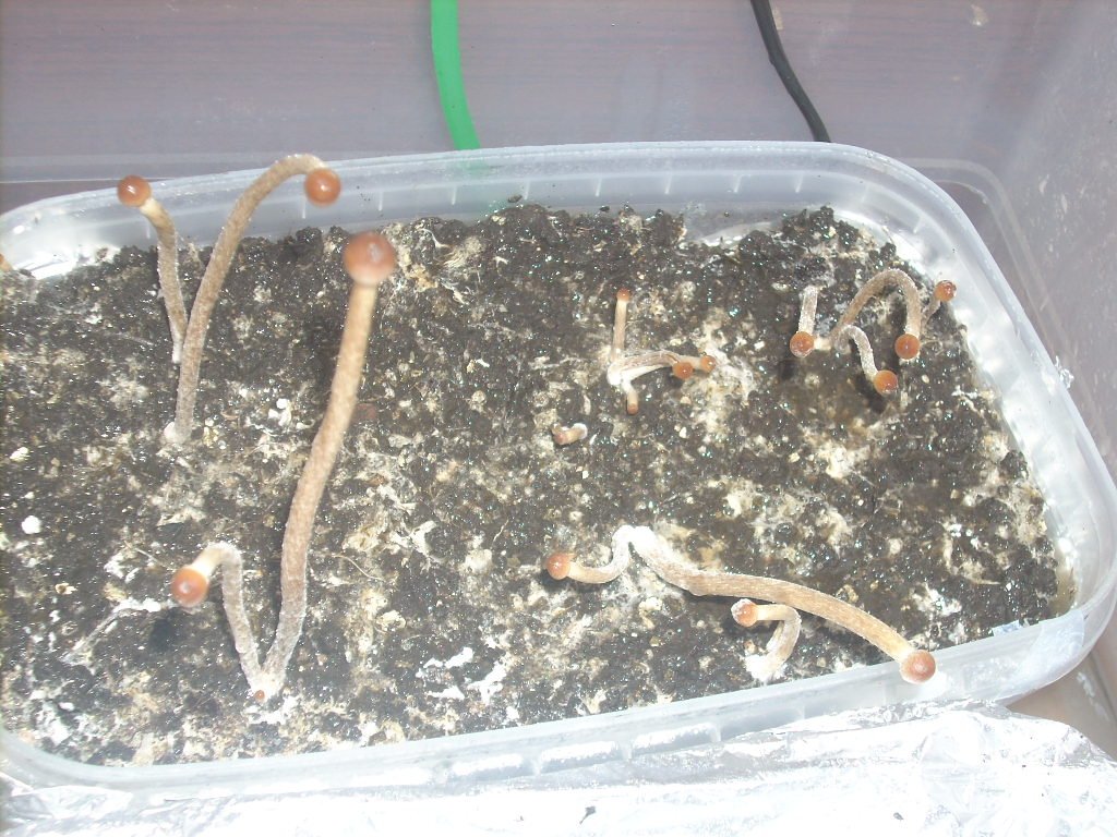 Галиндии! Psilocybe galindoi "Georgia ATL#7