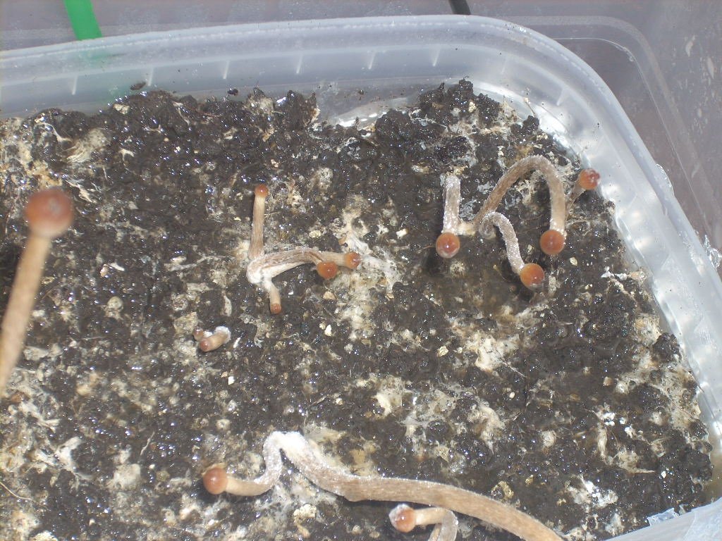 Галиндии! Psilocybe galindoi "Georgia ATL#7