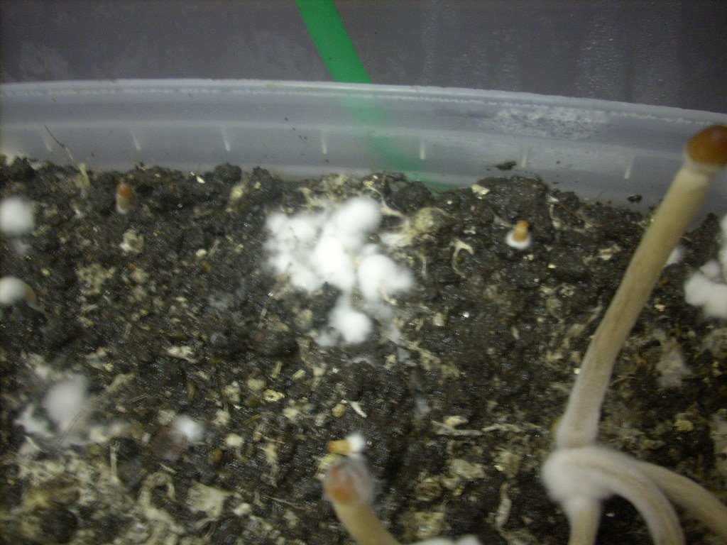 Галиндии! Psilocybe galindoi "Georgia ATL#7