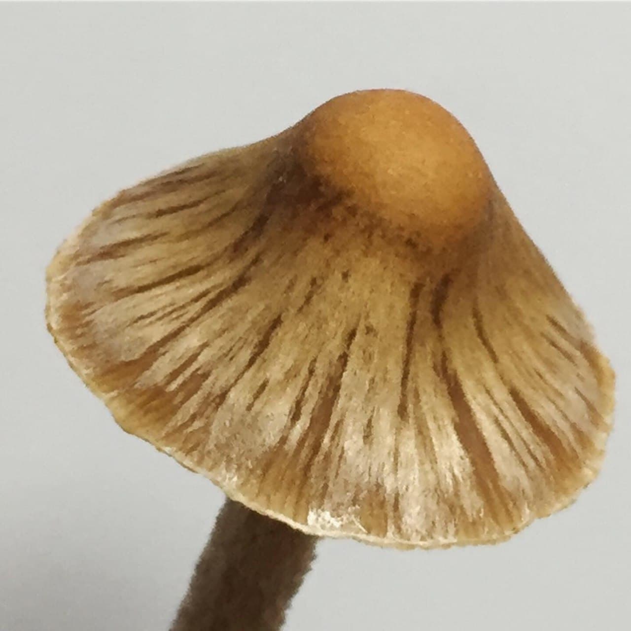 galindoi.jpg