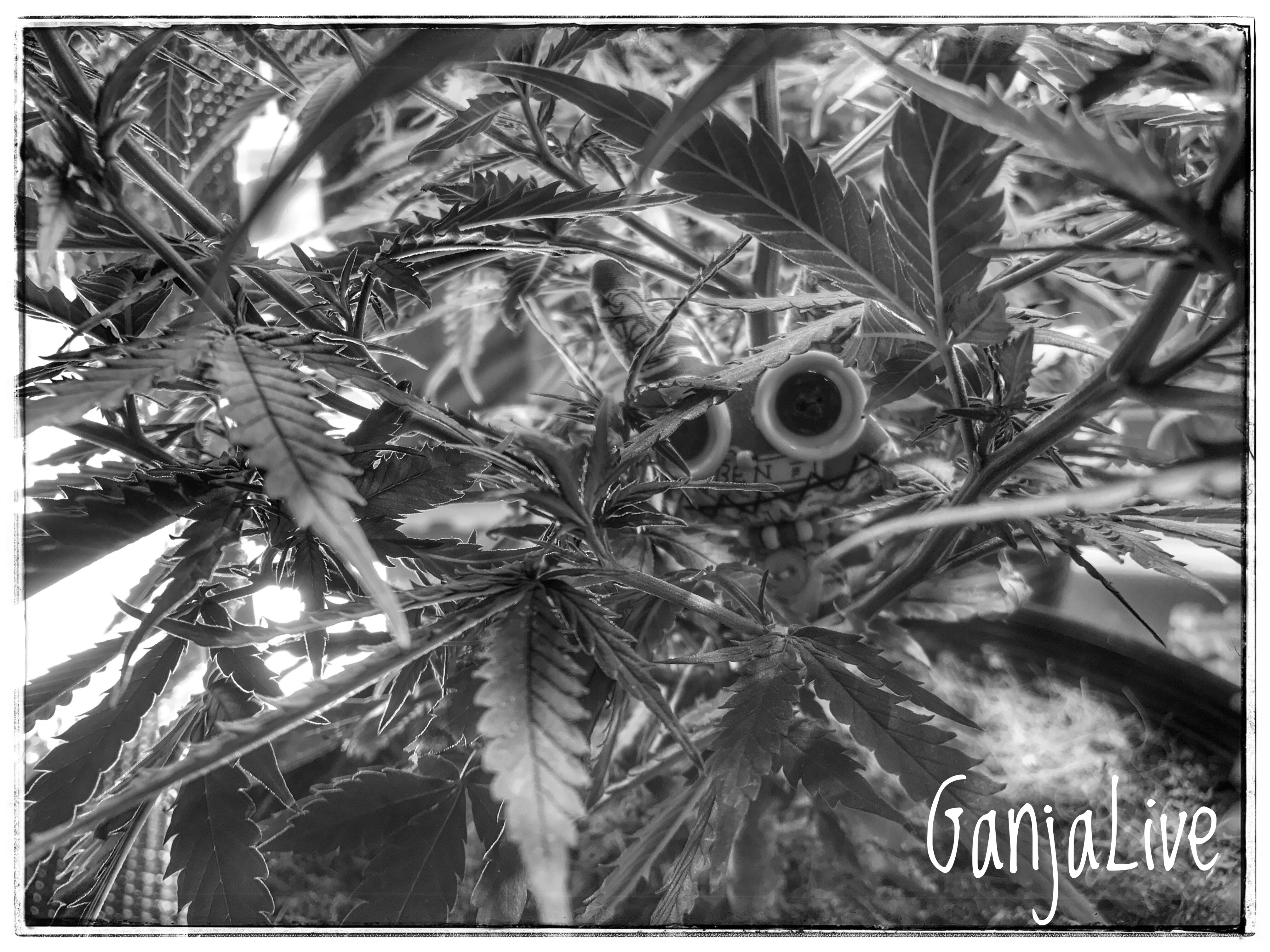 GanjaLive-конкурс найди меня