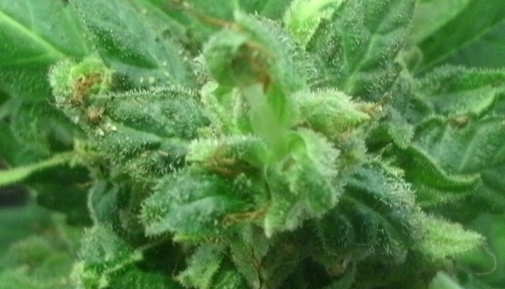 GEDC0523 01  копия
