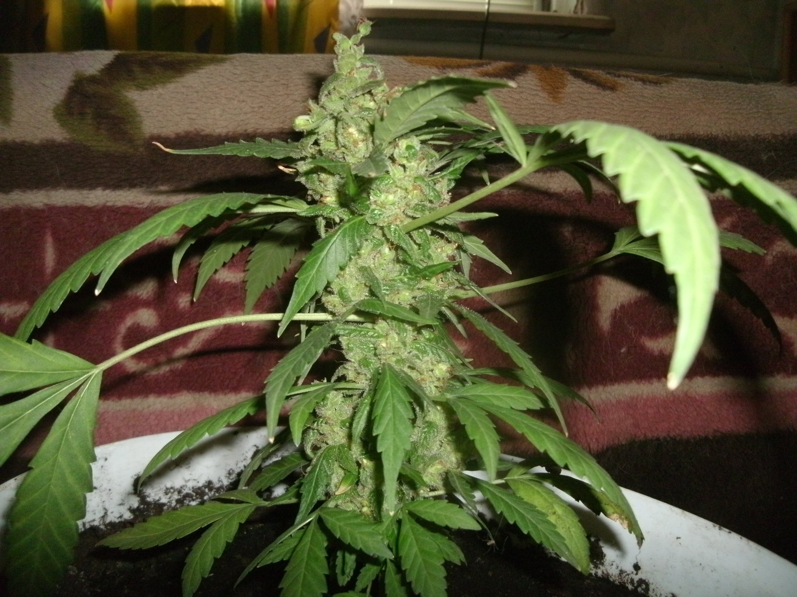 GEDC0526