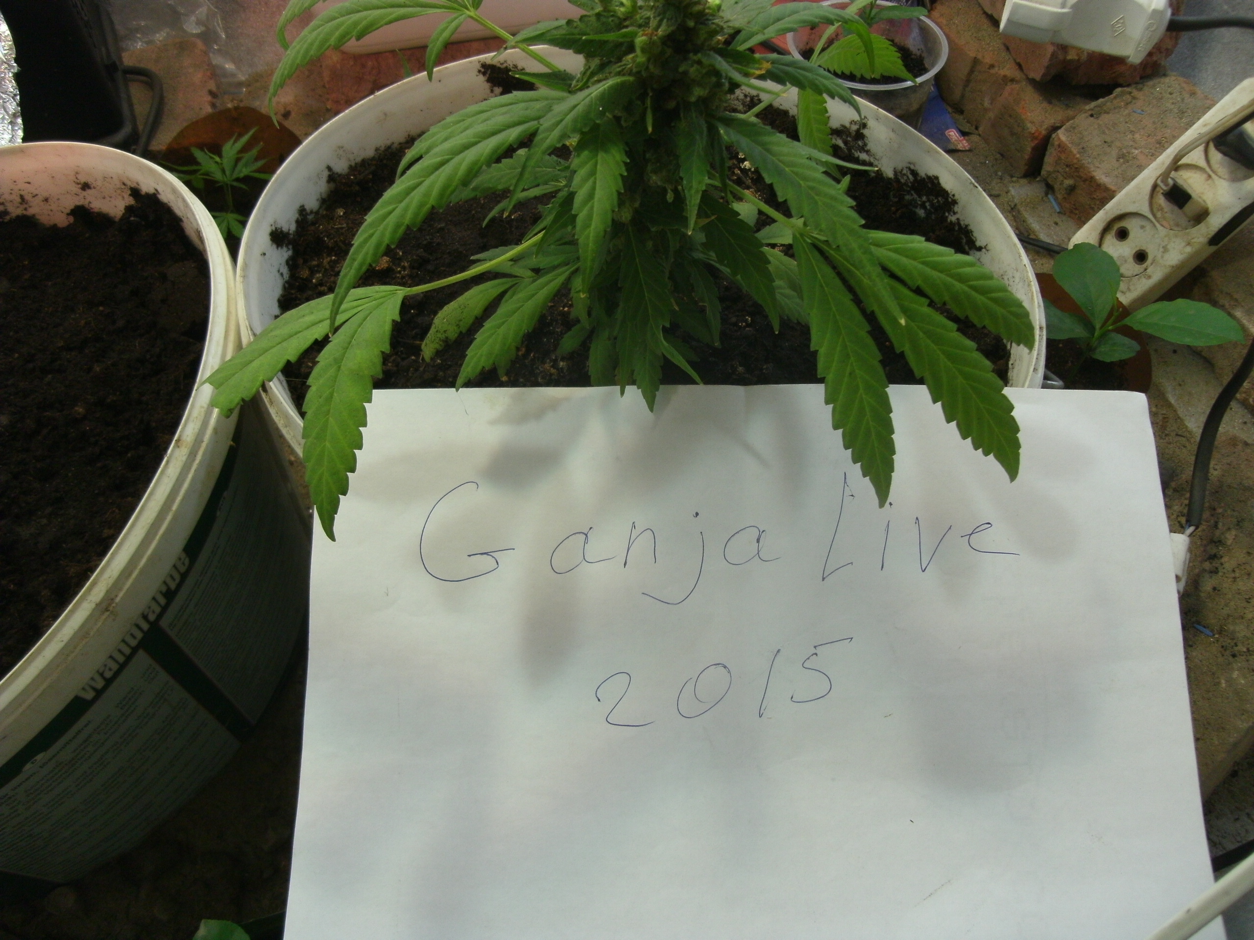 GEDC0534