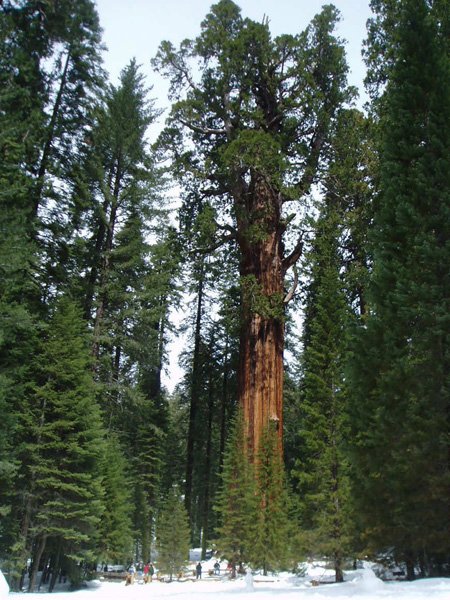 general sherman