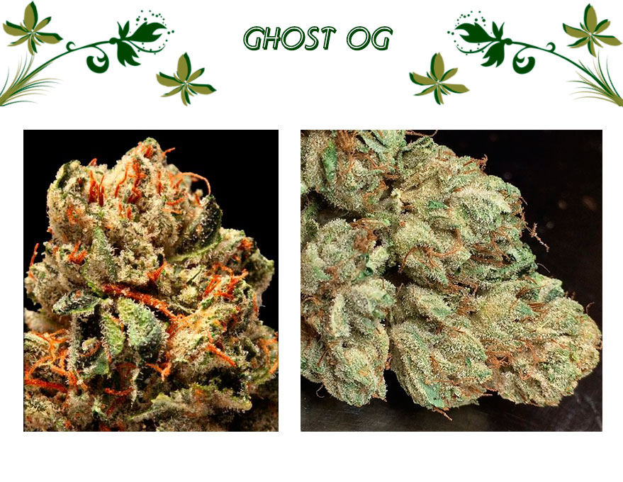 Ghost OG