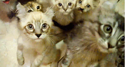 gifs 14