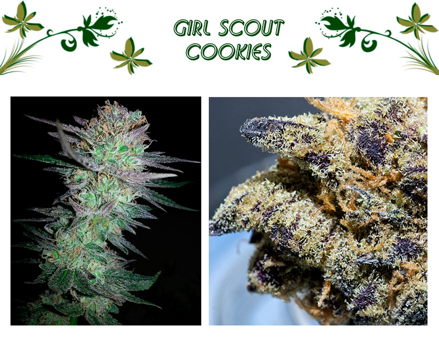 Girl Scout Cookies