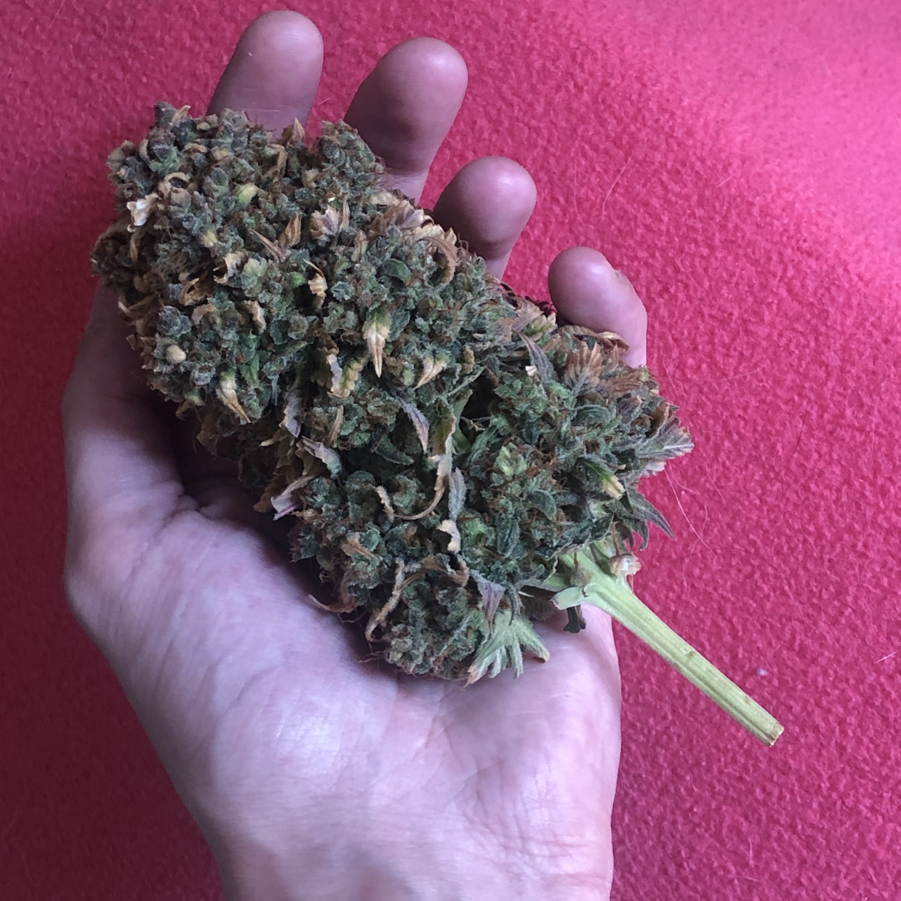 Главная кола