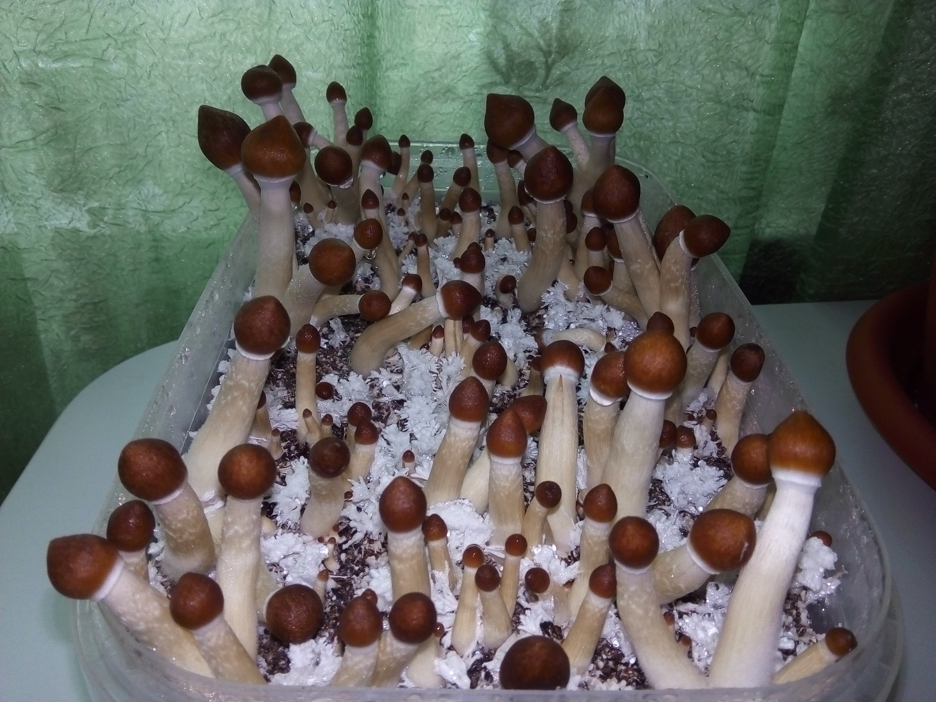 Golden Teacher 5 день.jpg