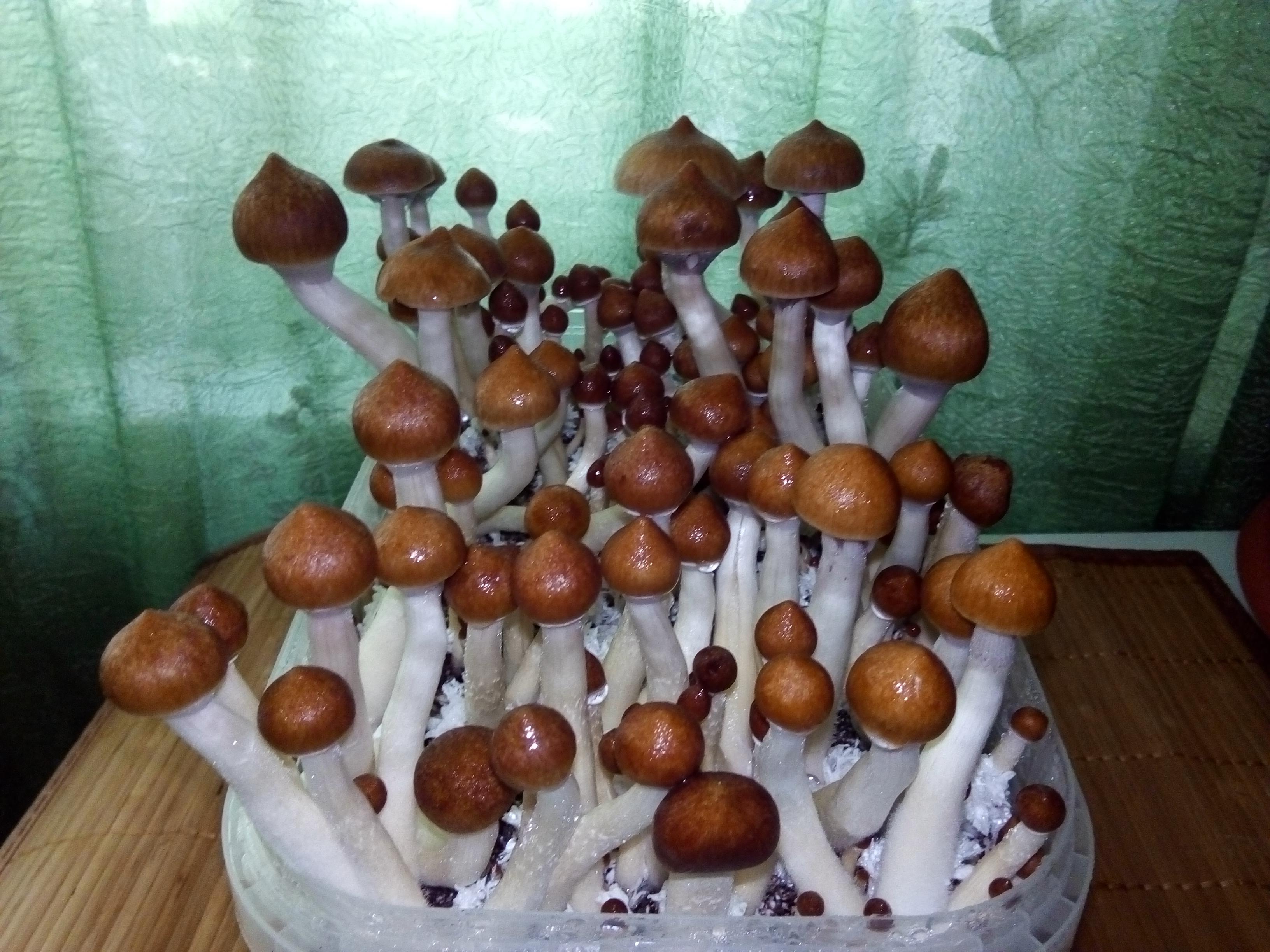 Golden Teacher 6 день.jpg