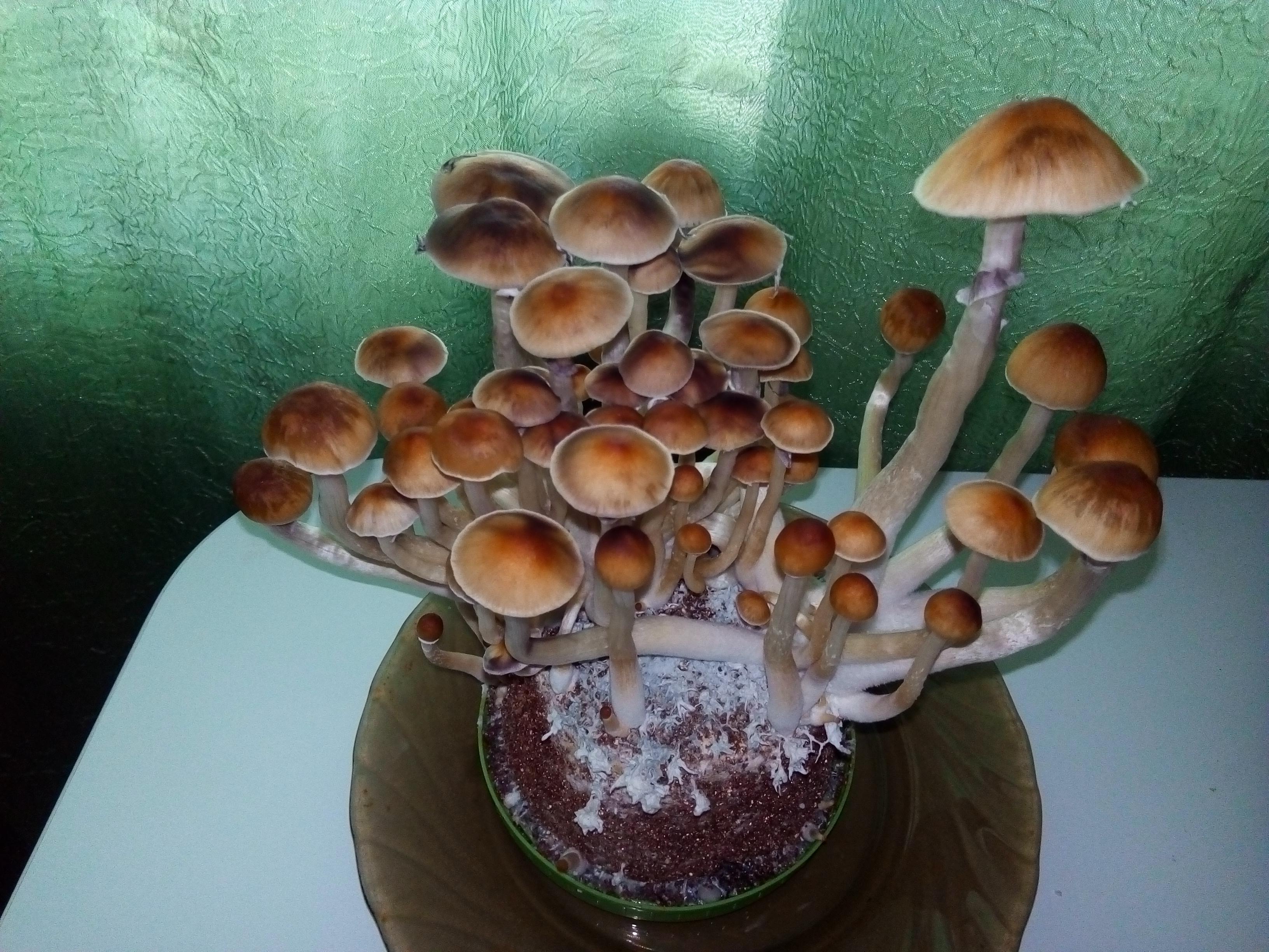 Golden Teacher Pf-tek 2.jpg