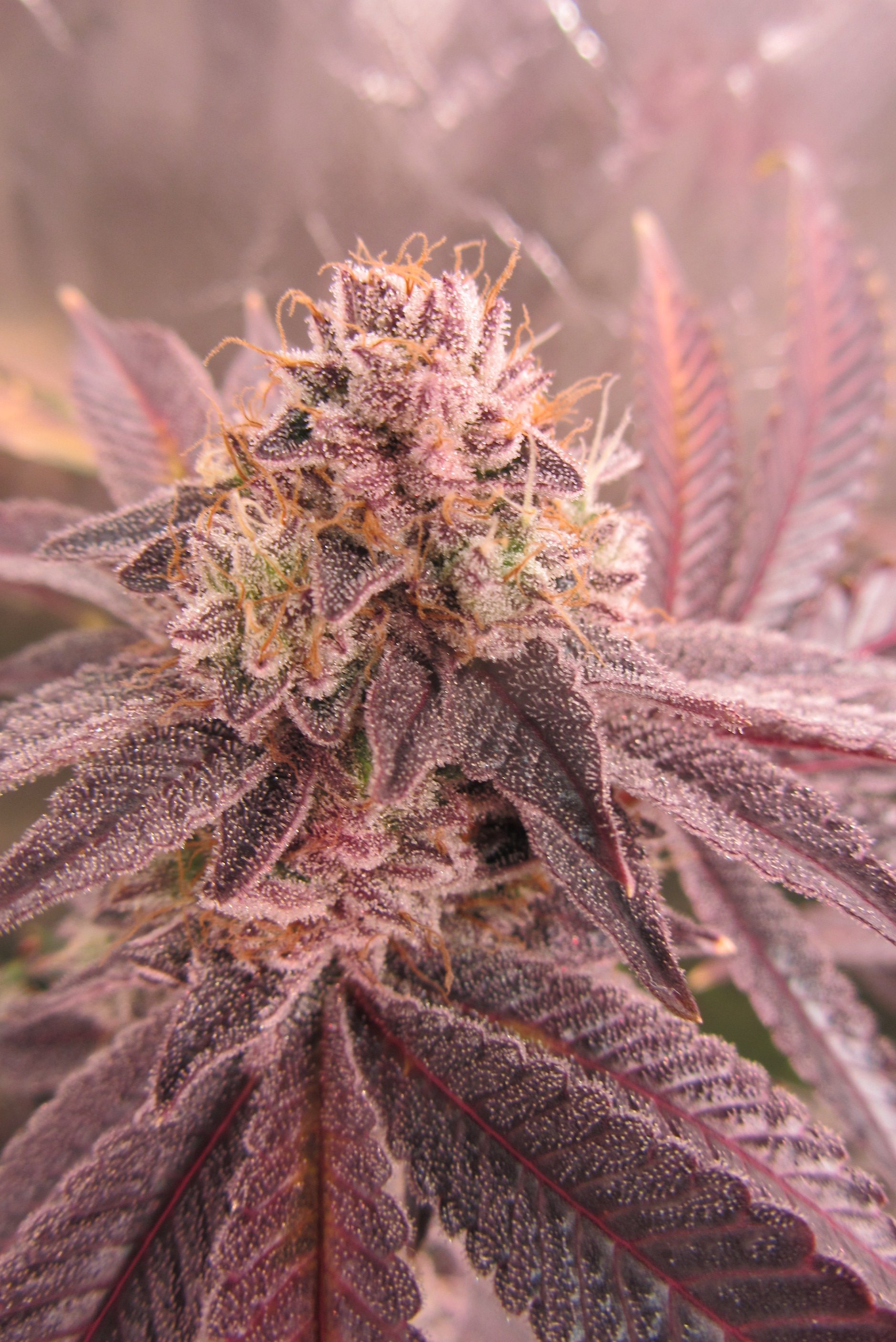 Gorilla Breath 1.JPG
