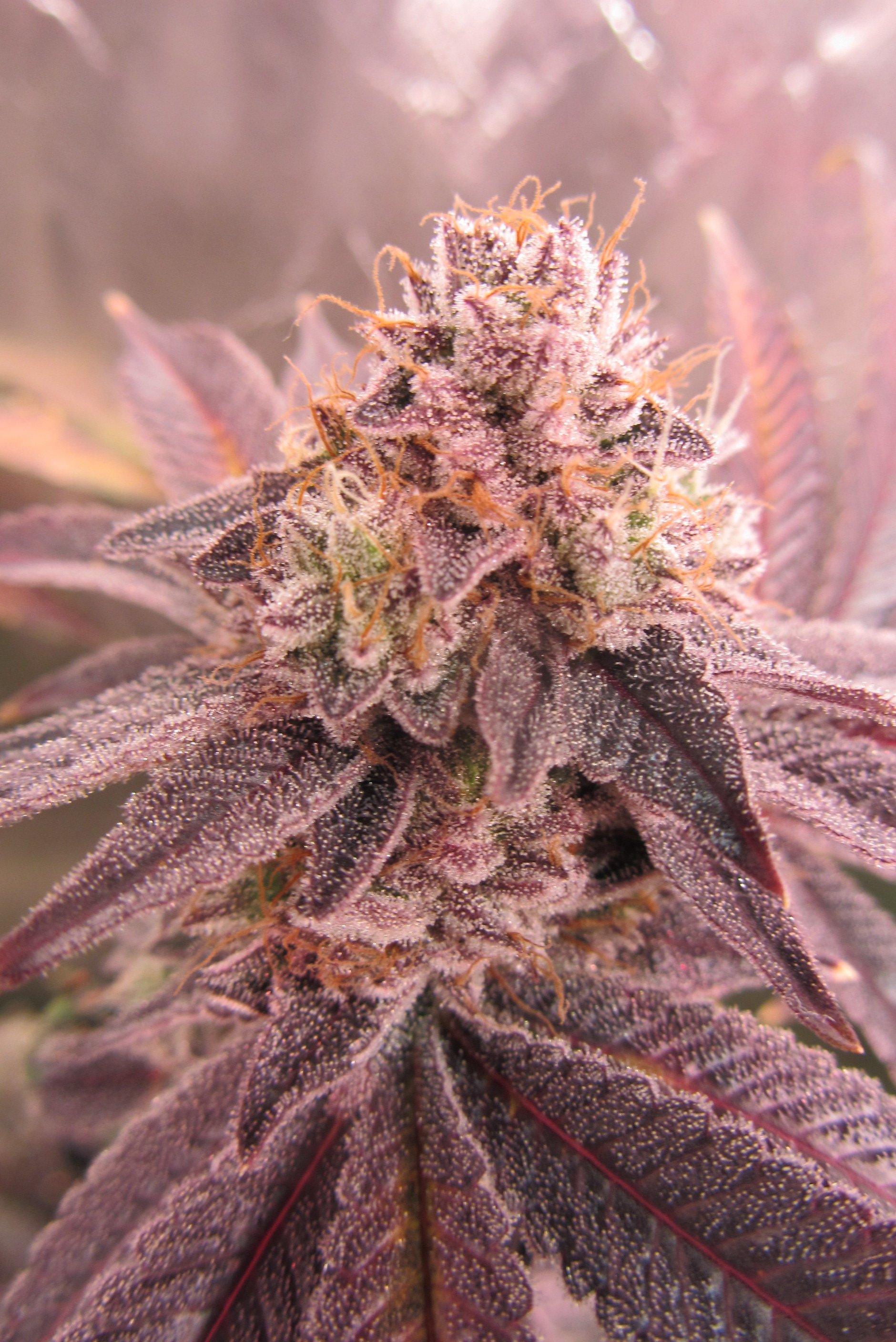 Gorilla Breath 2.JPG