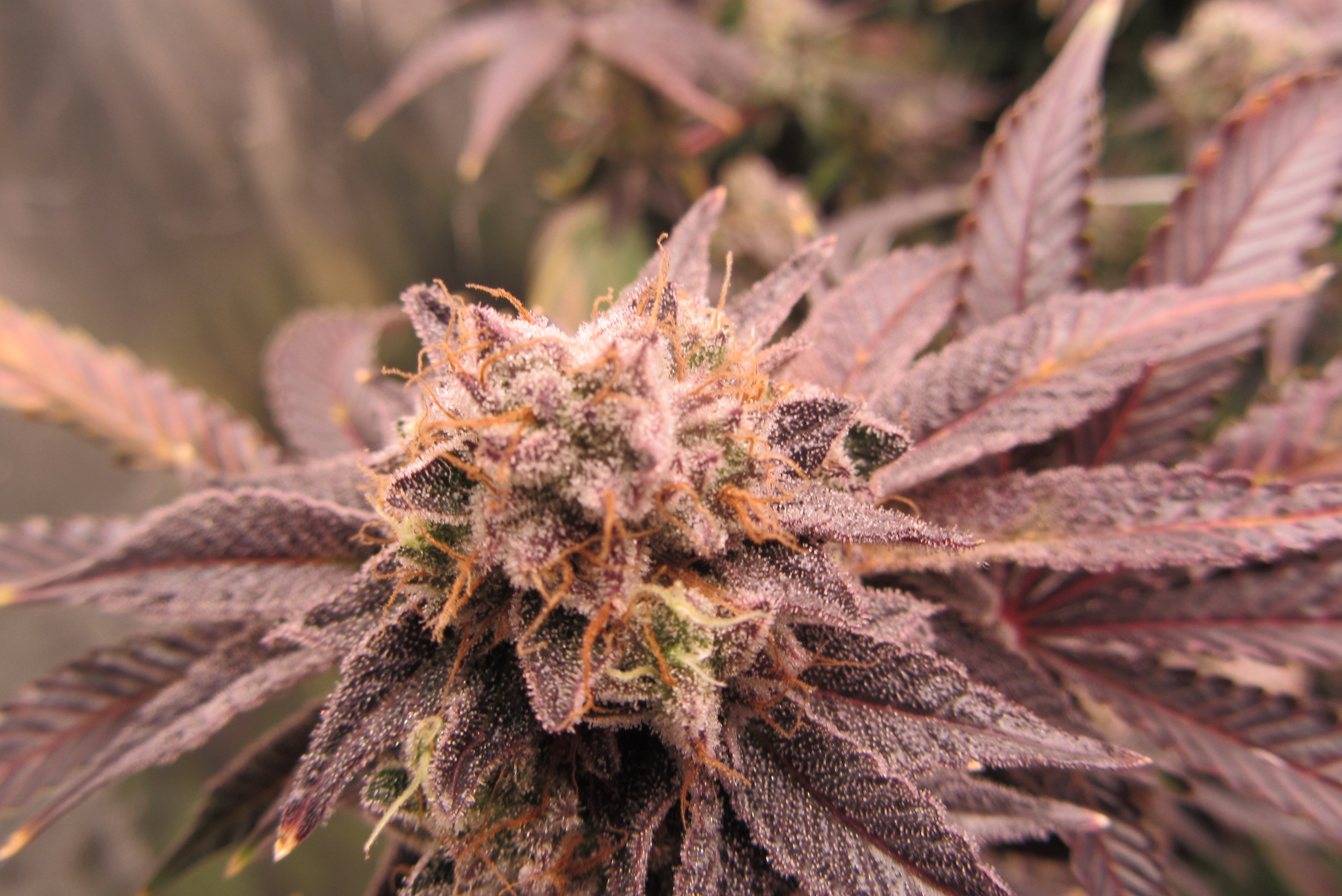 Gorilla Breath 3.JPG