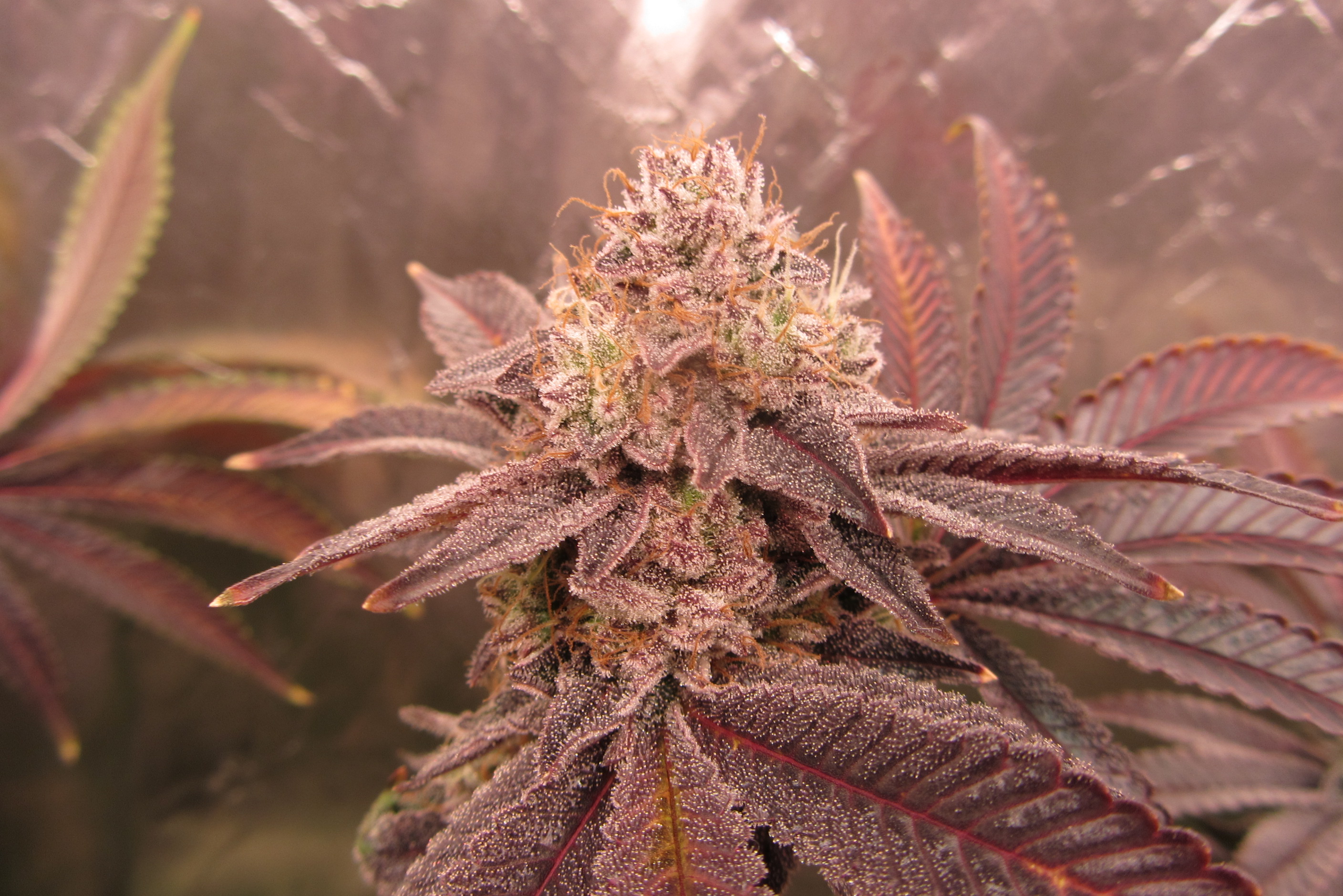 Gorilla Breath 4.JPG
