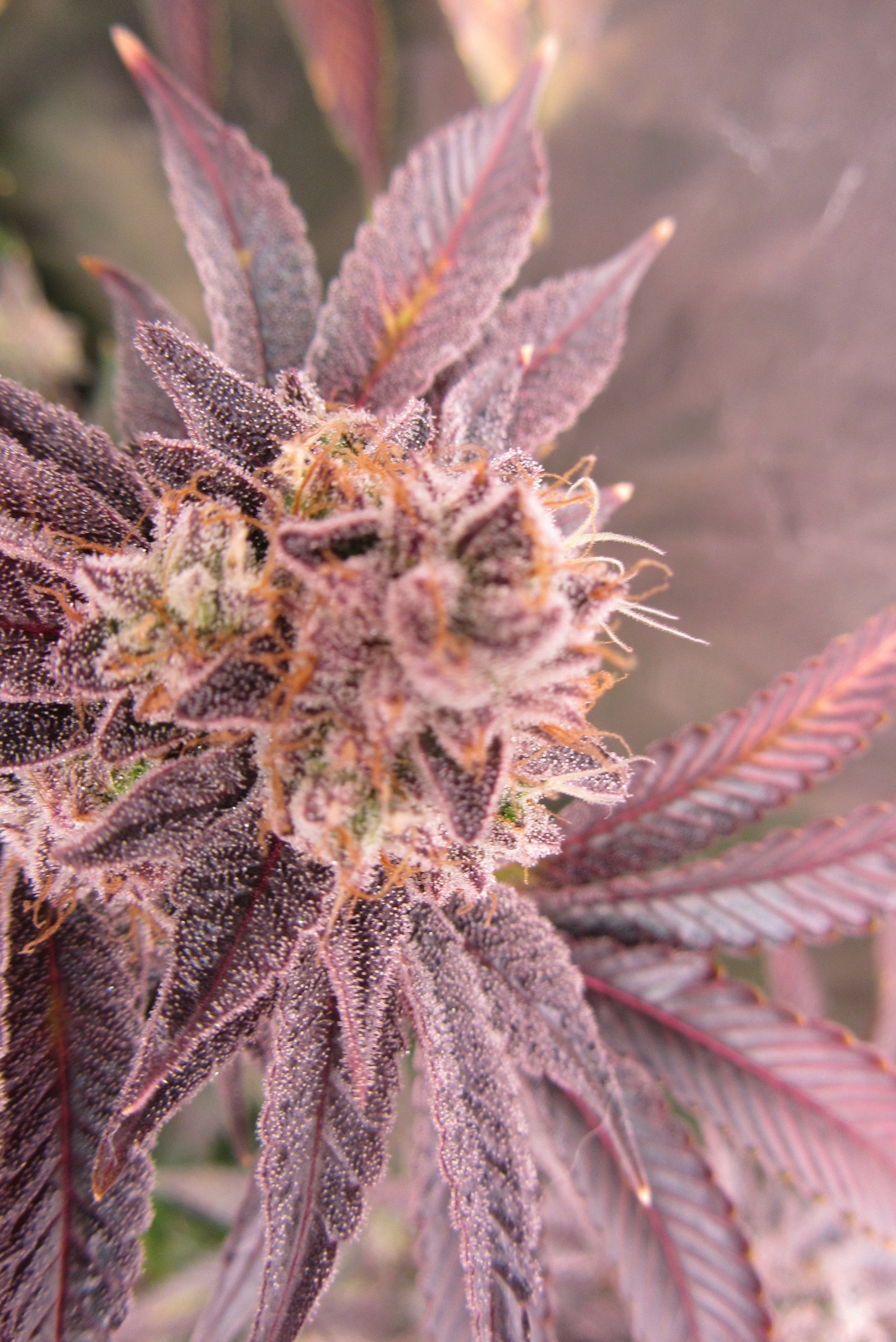 Gorilla Breath 5.JPG