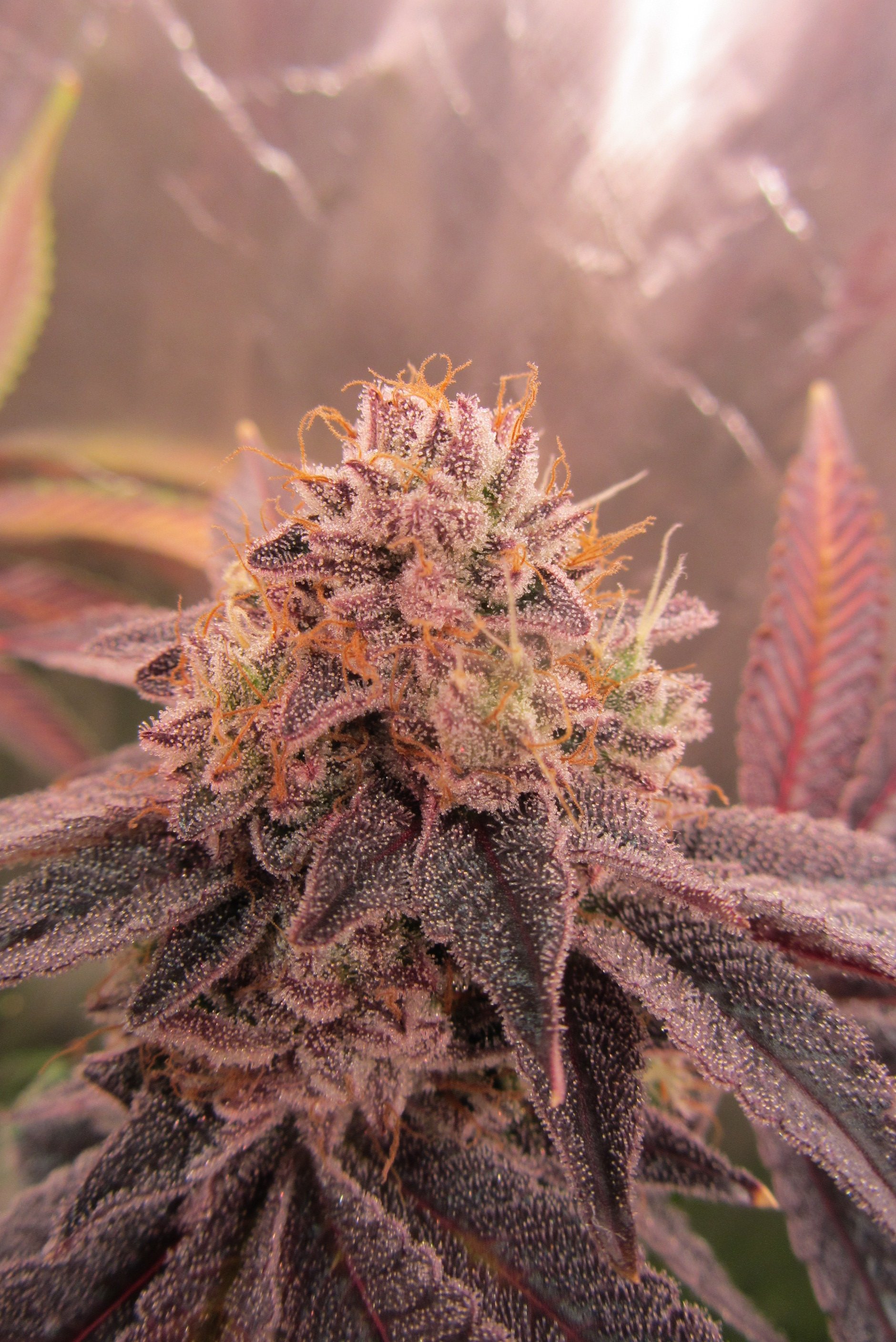 Gorilla Breath 6.JPG