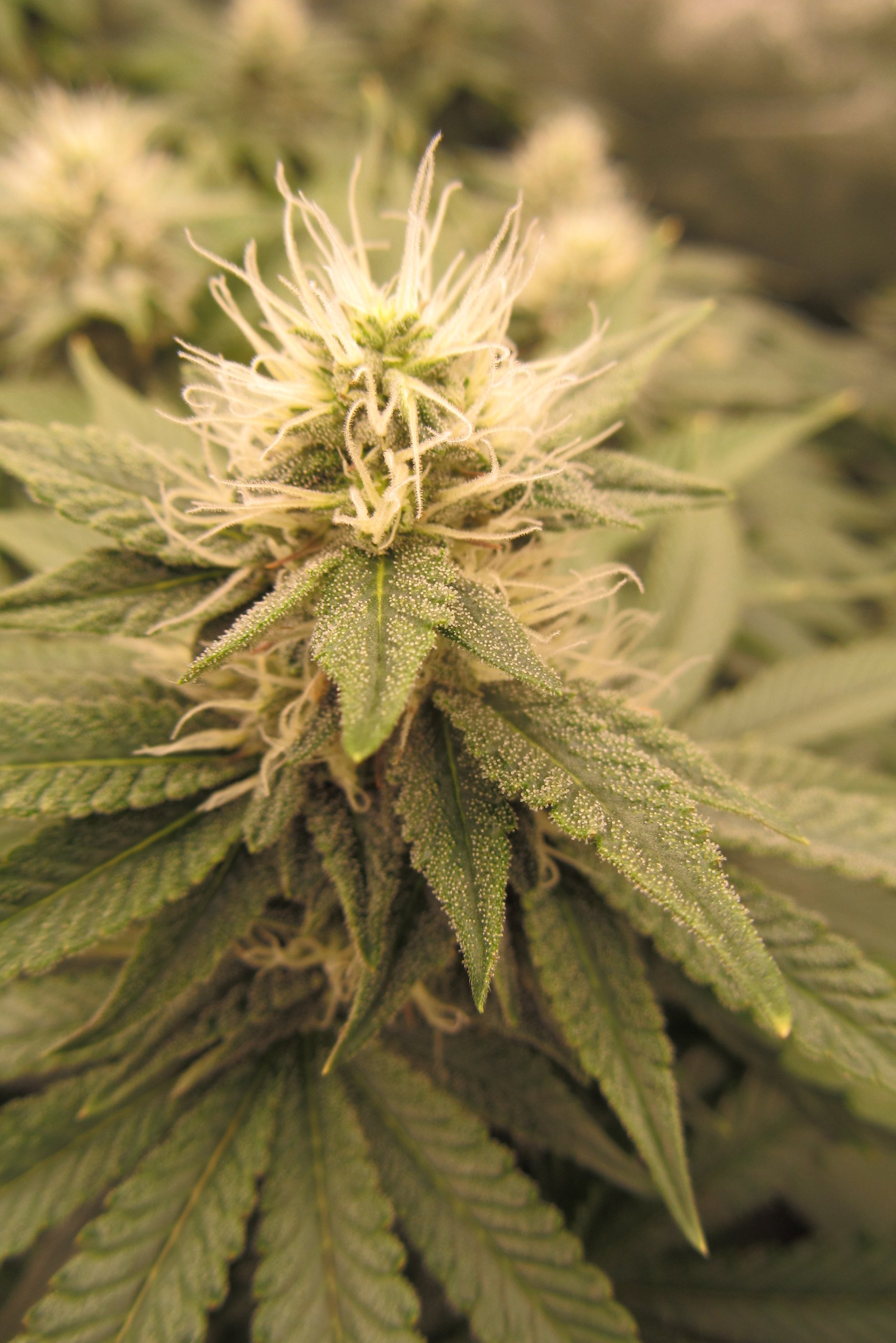 Gorilla Breath HSO.JPG