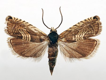 Grapholita delineana