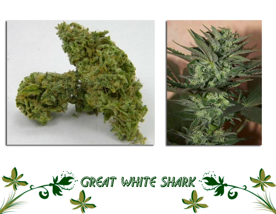Great White Shark описание