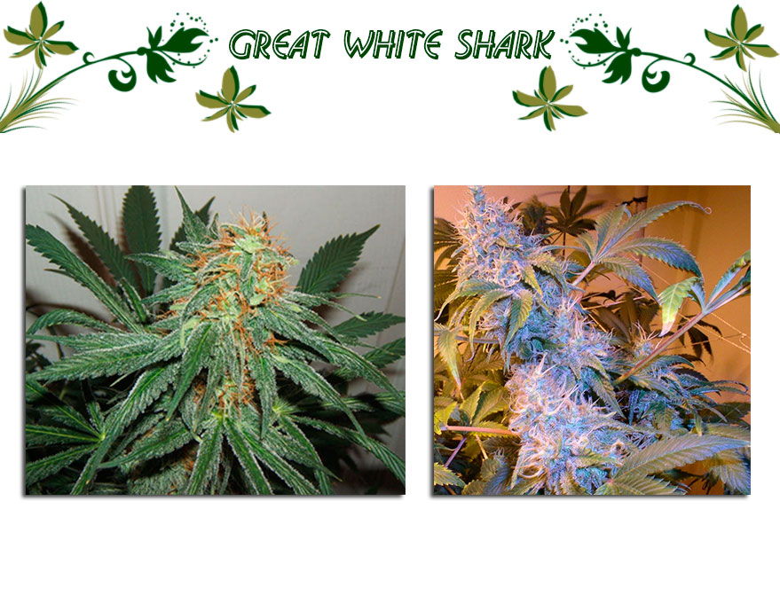 Great White Shark