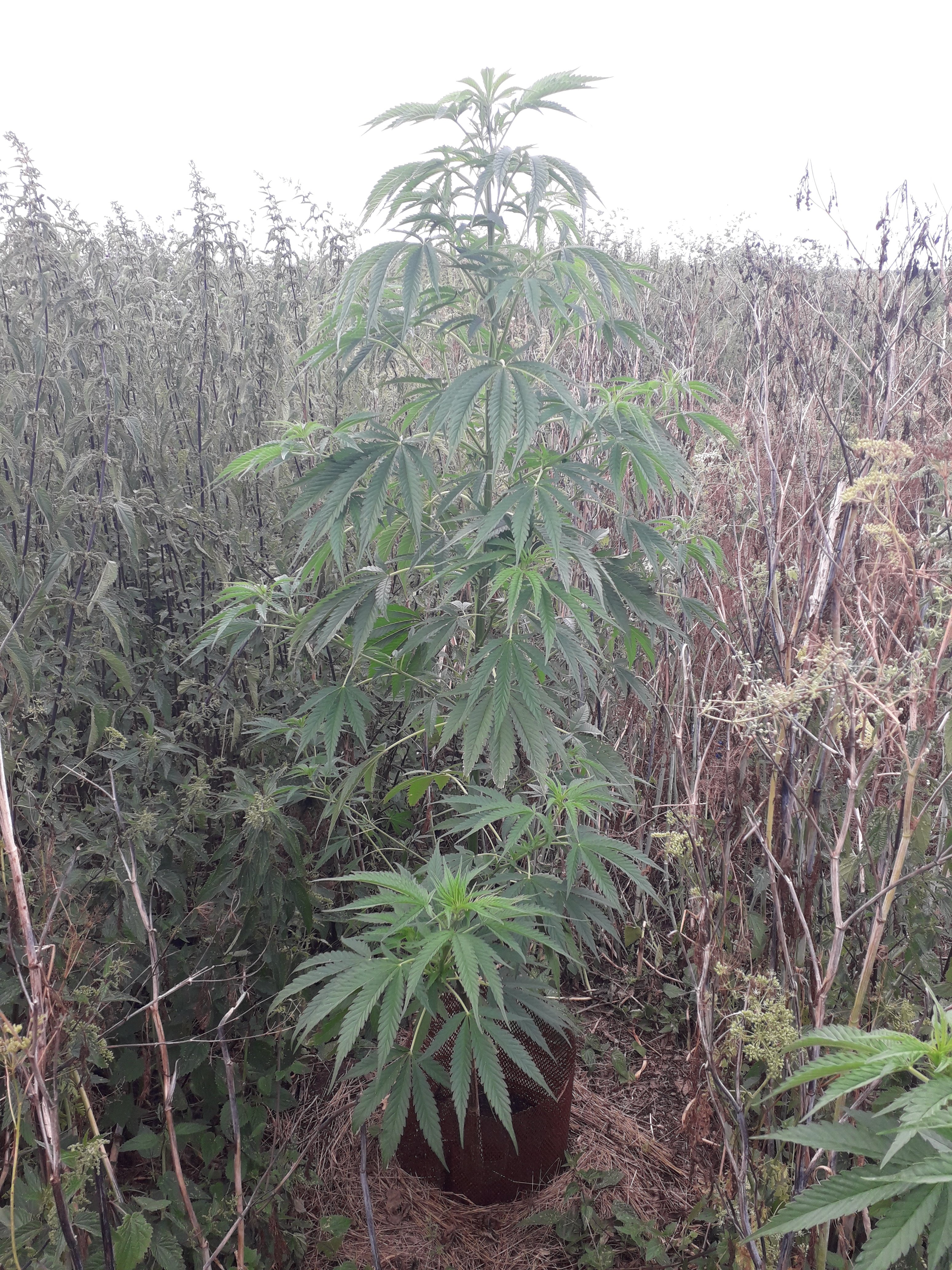 Green Poison sweet seeds F1 FV