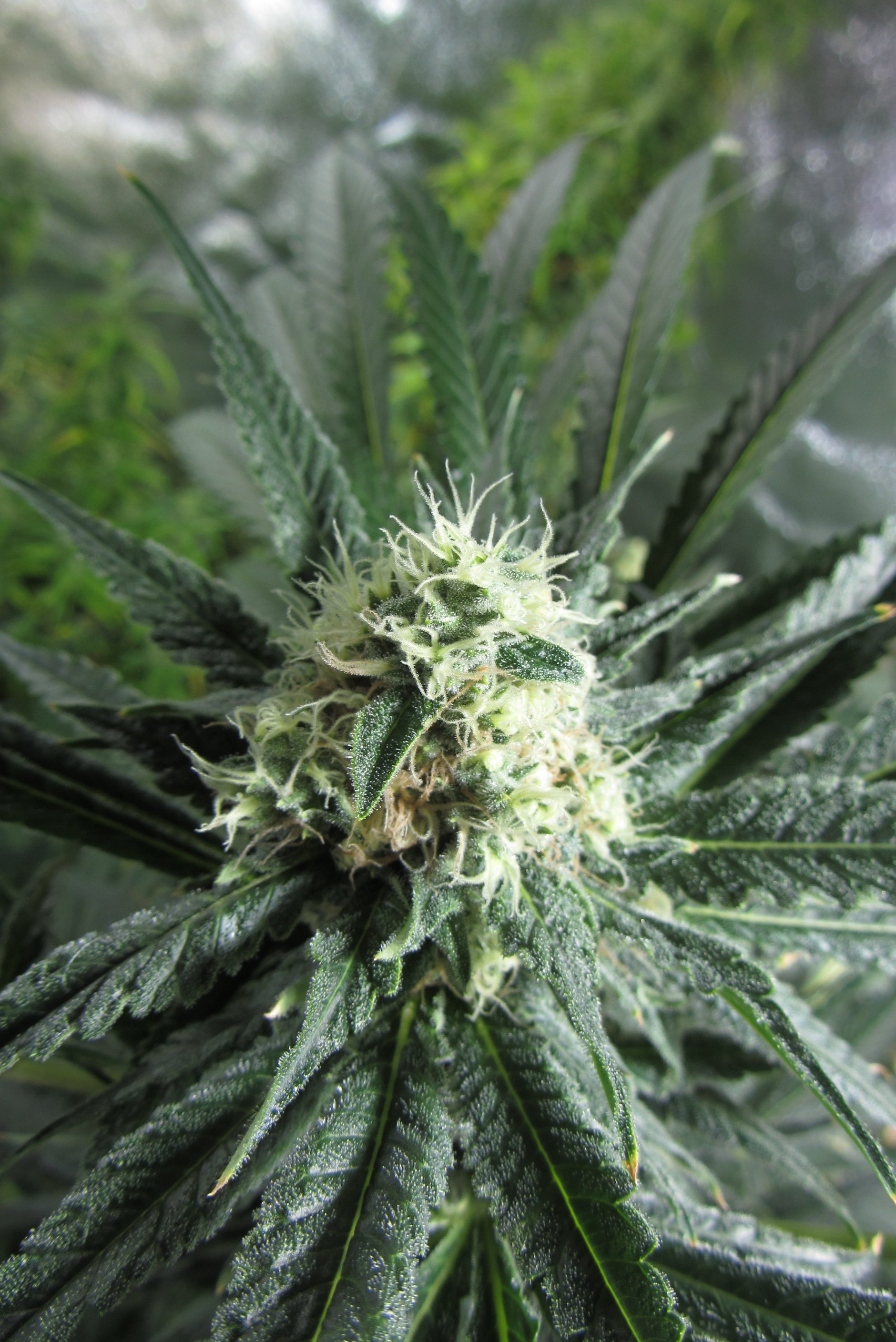 Green Poison Sweet Seeds.JPG