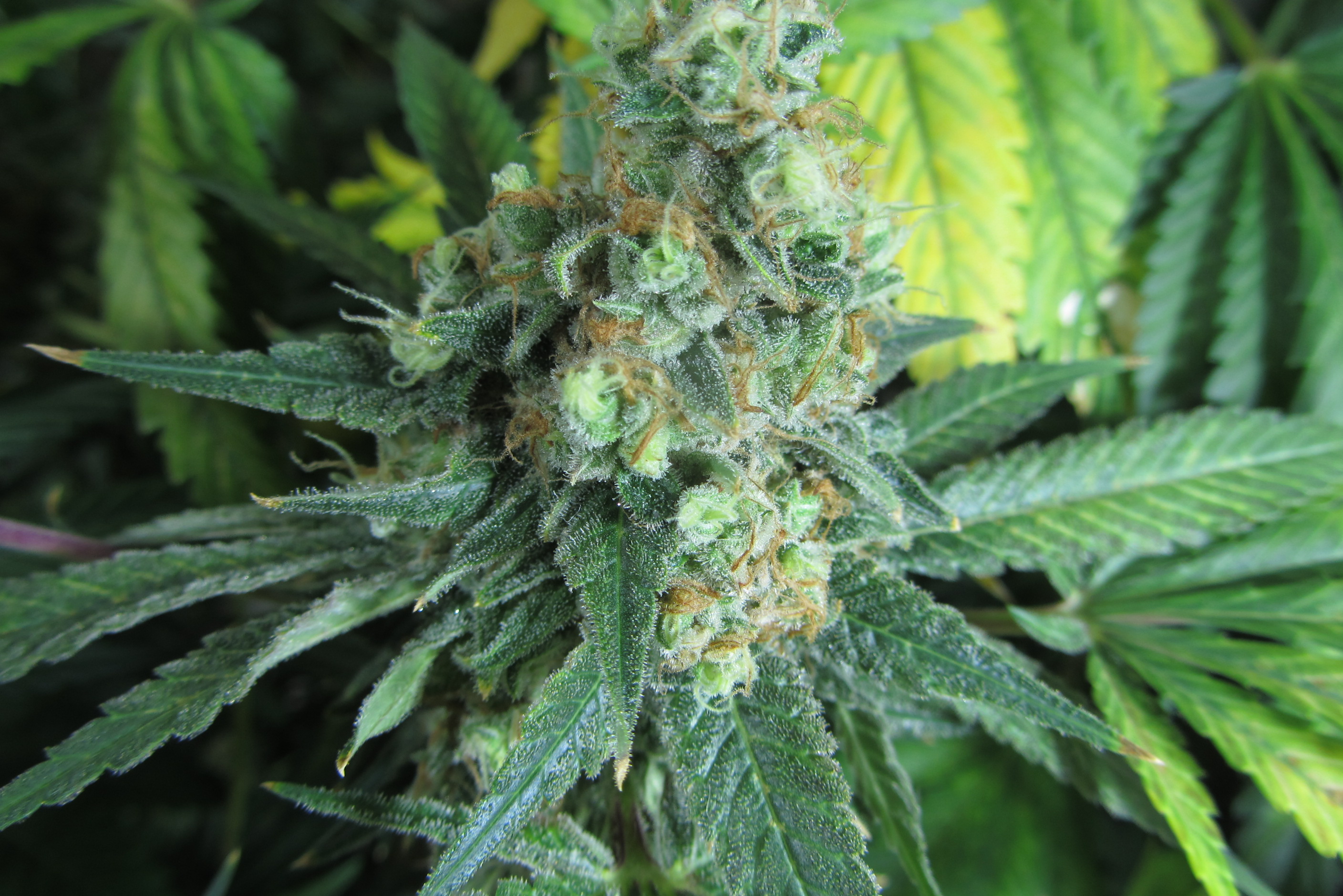 Green Poison Sweet Seeds.JPG