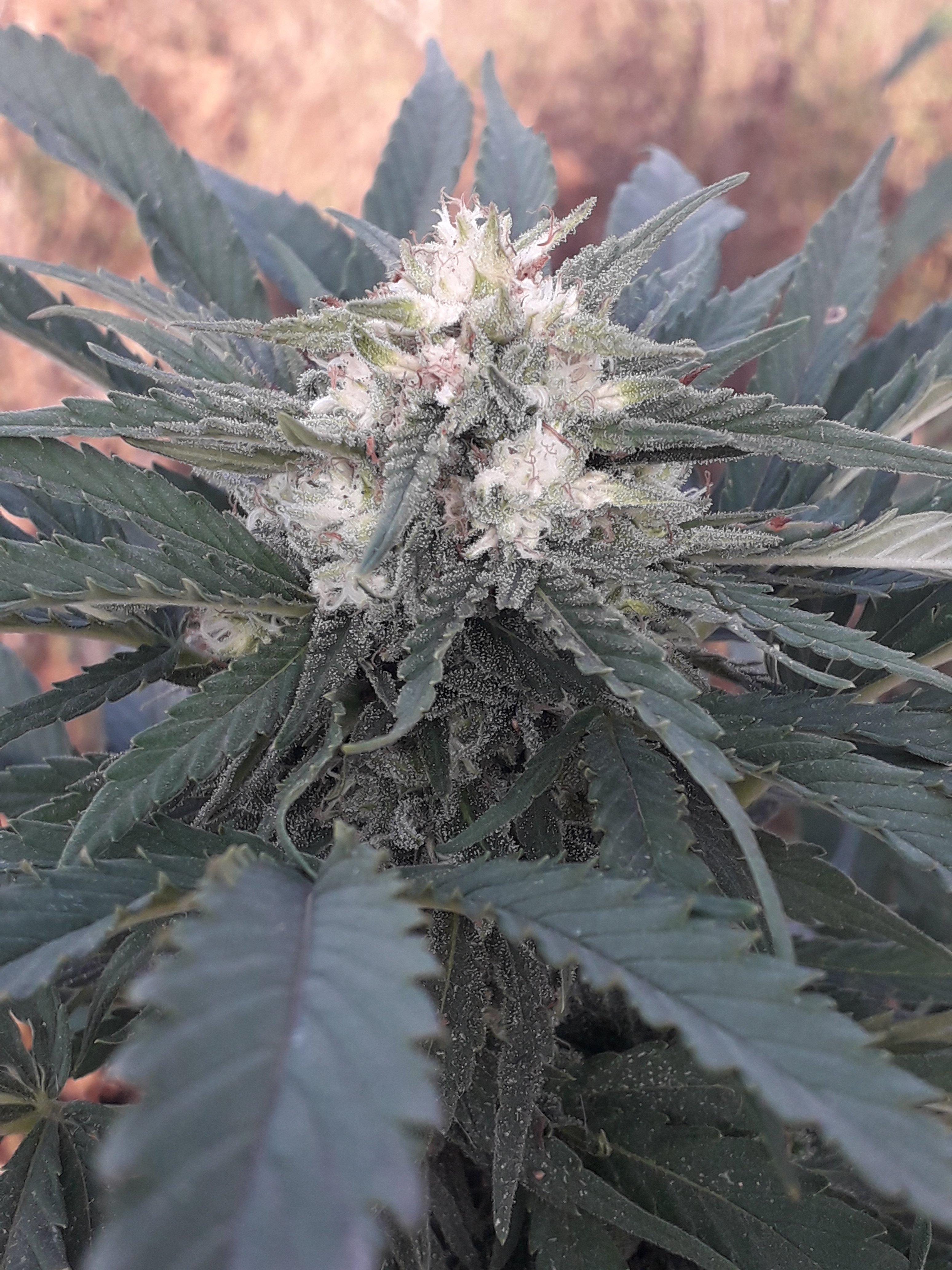 Green Poison