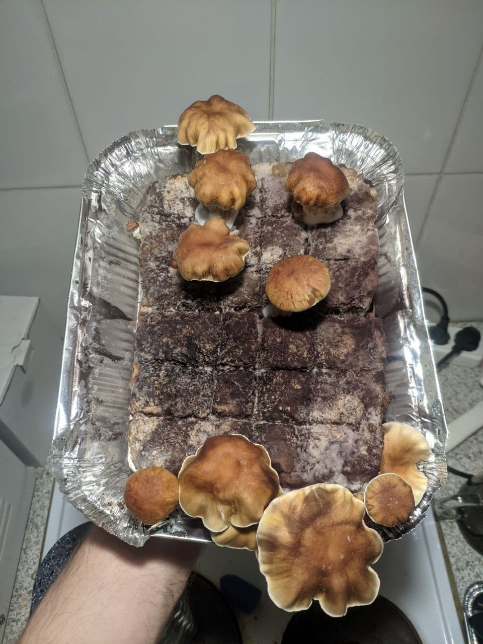 грибы.jpg