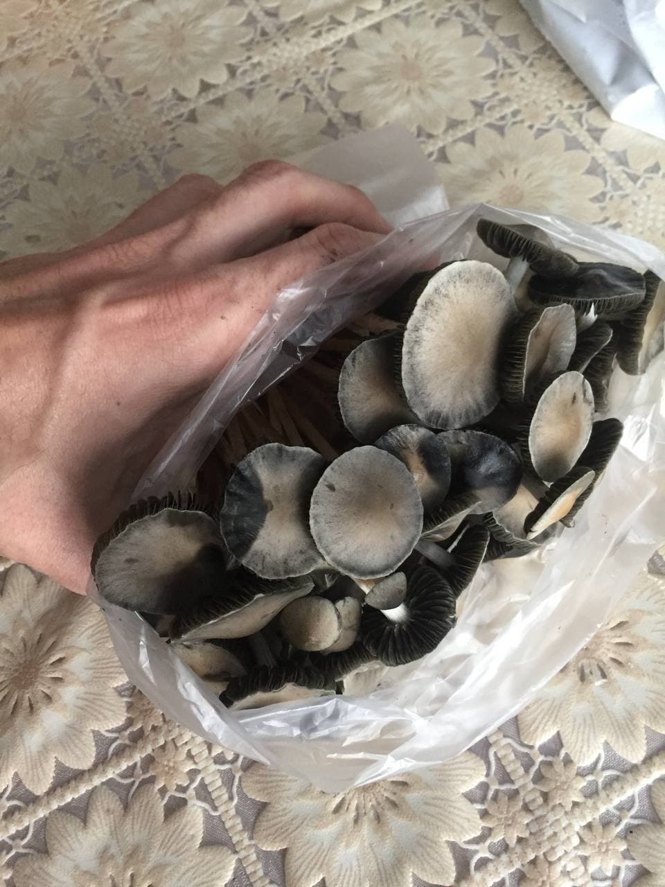 грибы панелоусы 2.jpg