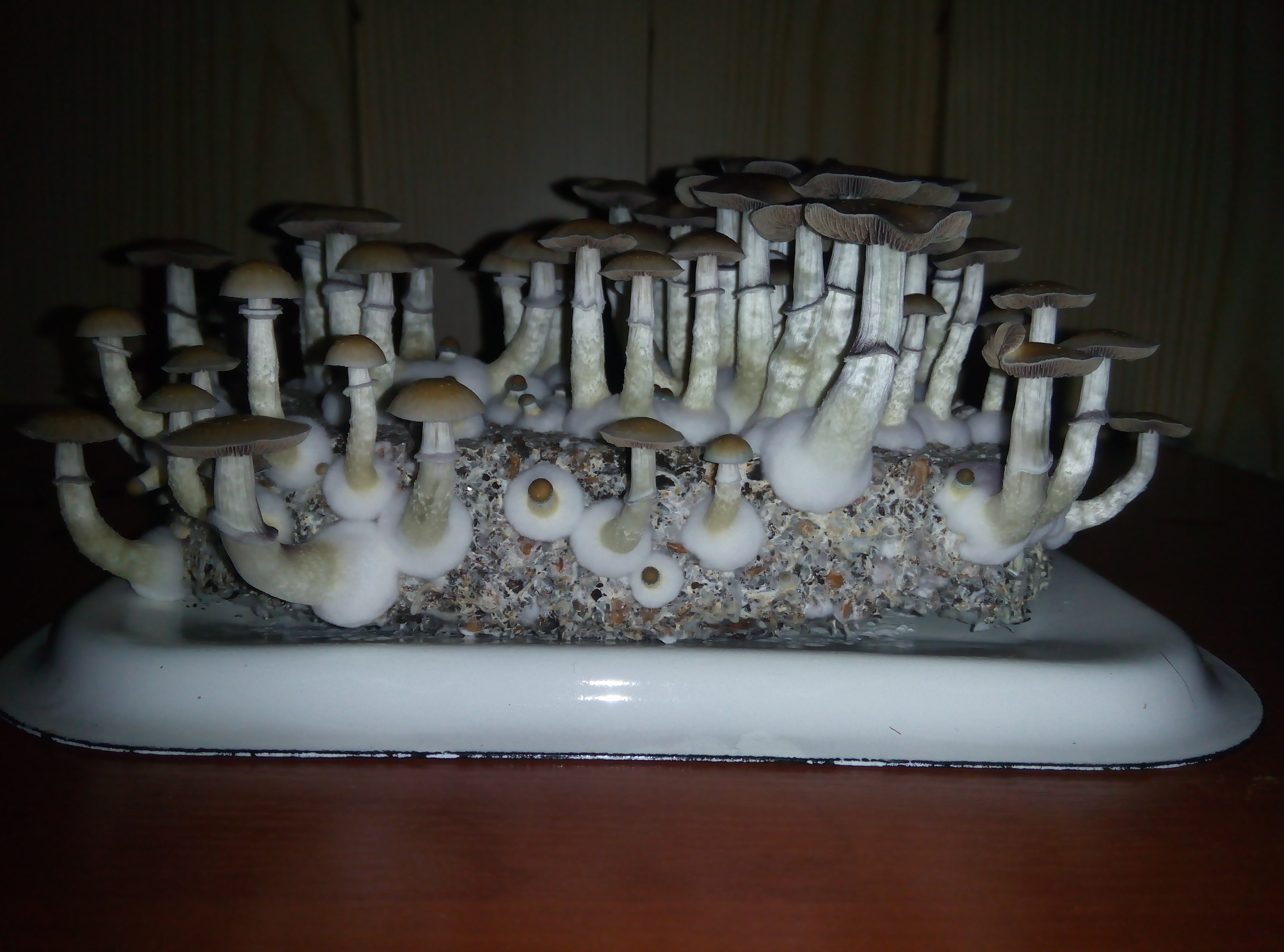 Грибы Pink Buffalo Источник: http://ganjalive.org/index.php?app=gallery&module=images§ion=review&do=process © GanjaLive.org