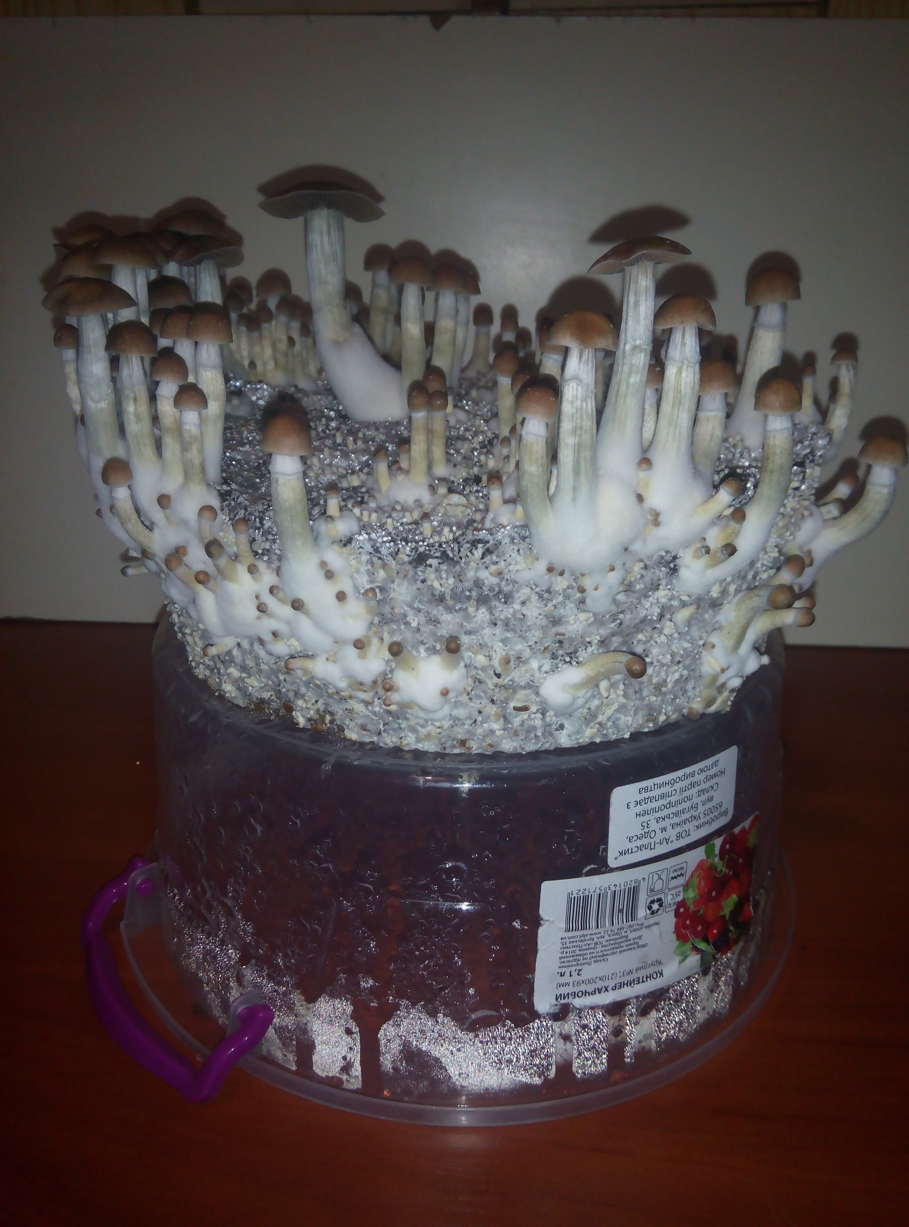 Грибы Pink Buffalo Источник: http://ganjalive.org/index.php?app=gallery&module=images§ion=review&do=process © GanjaLive.org
