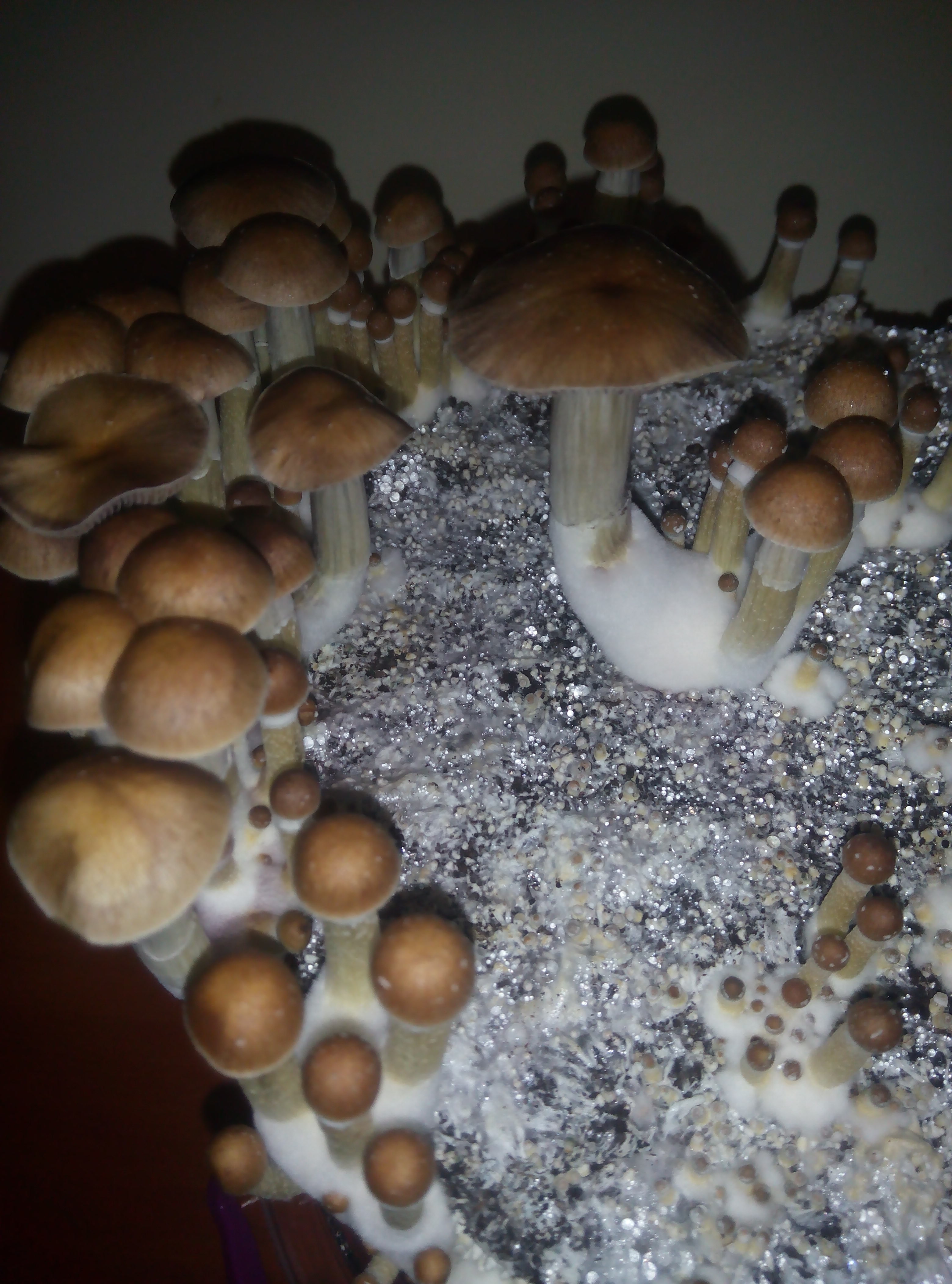 Грибы Pink Buffalo Источник: http://ganjalive.org/index.php?app=gallery&module=images§ion=review&do=process © GanjaLive.org