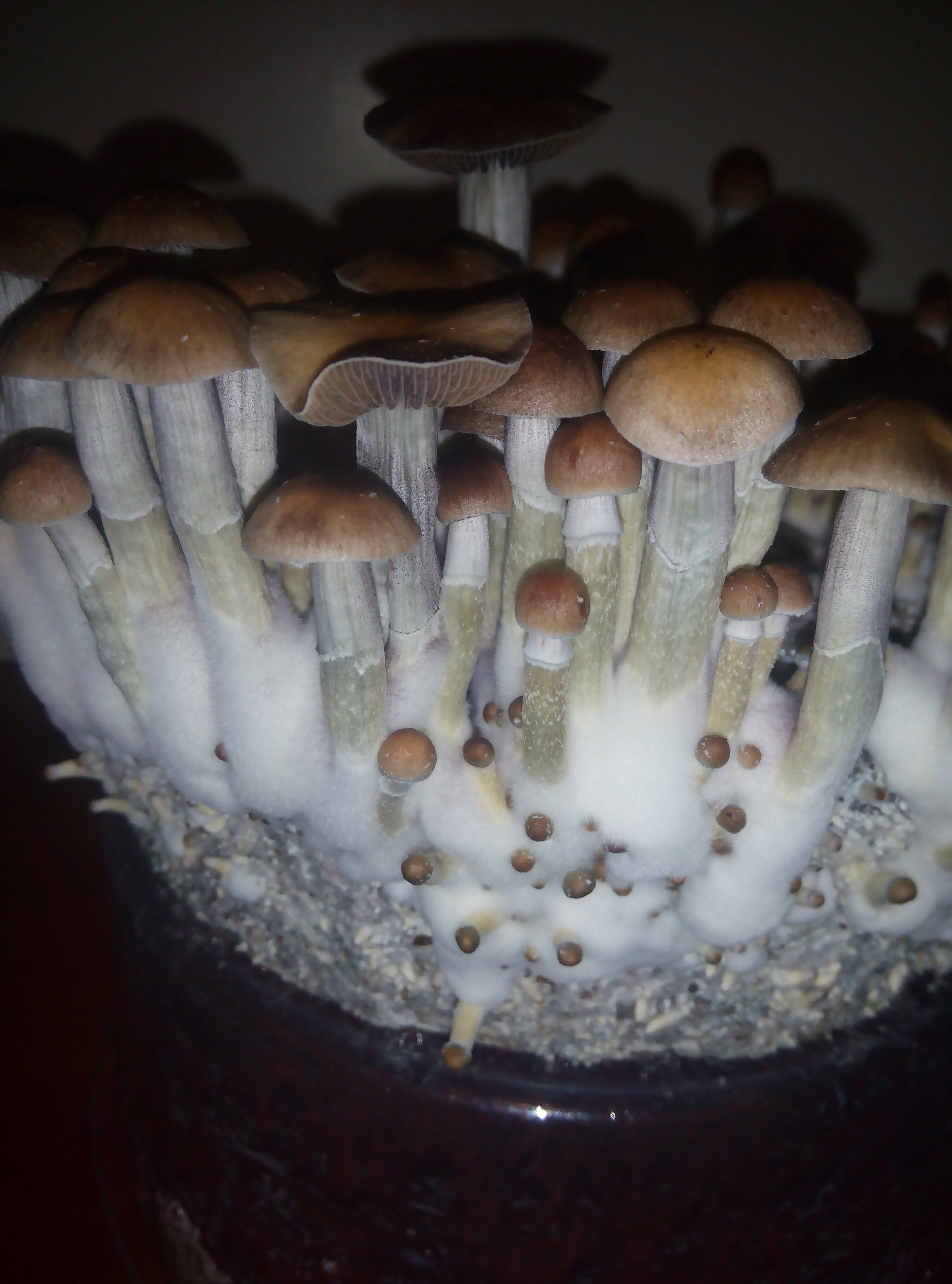 Грибы Pink Buffalo Источник: http://ganjalive.org/index.php?app=gallery&module=images§ion=review&do=process © GanjaLive.org