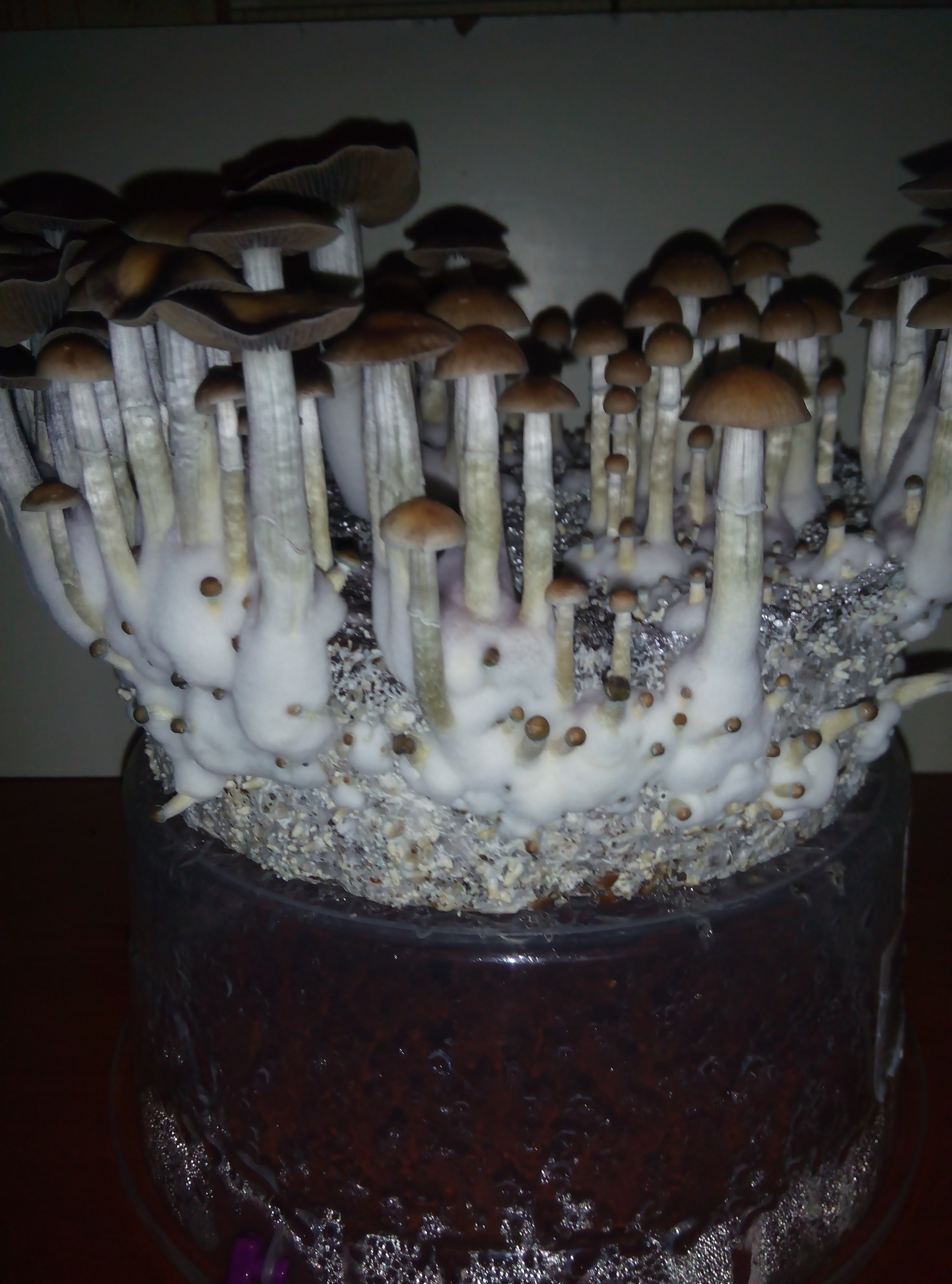 Грибы Pink Buffalo Источник: http://ganjalive.org/index.php?app=gallery&module=images§ion=review&do=process © GanjaLive.org