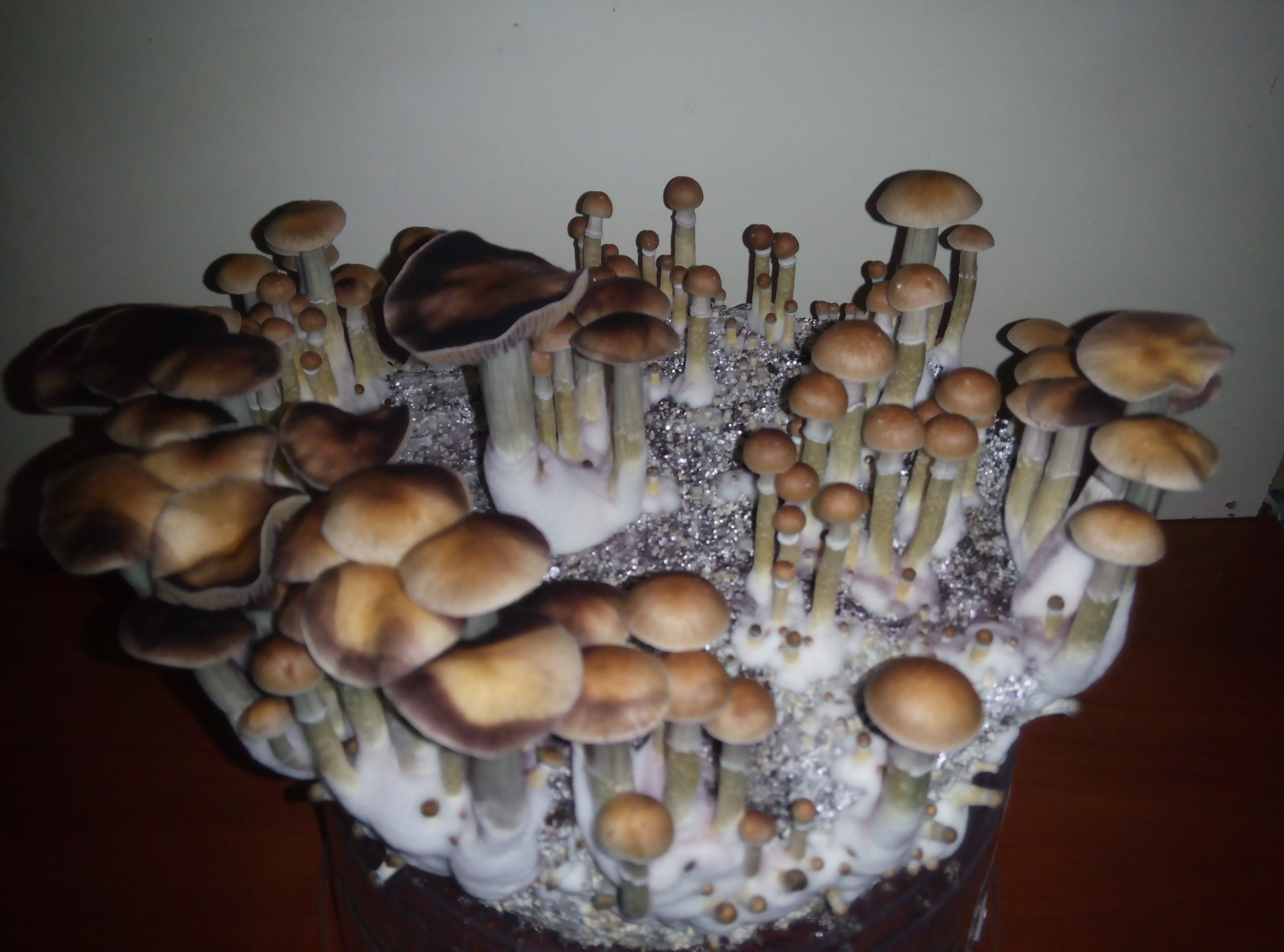 Грибы Pink Buffalo Источник: http://ganjalive.org/index.php?app=gallery&module=images§ion=review&do=process © GanjaLive.org