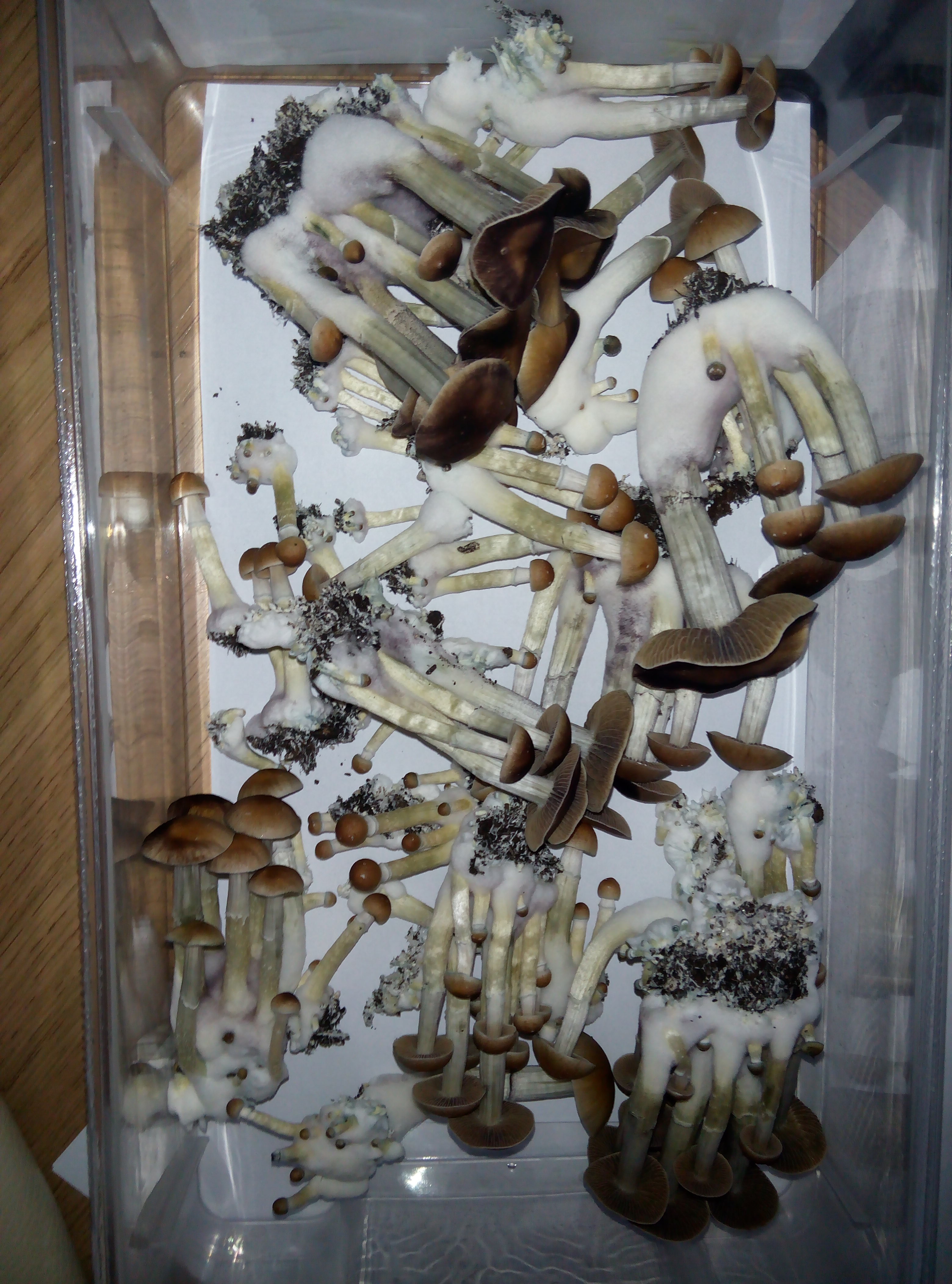Грибы Pink Buffalo Источник: http://ganjalive.org/index.php?app=gallery&module=images§ion=review&do=process © GanjaLive.org