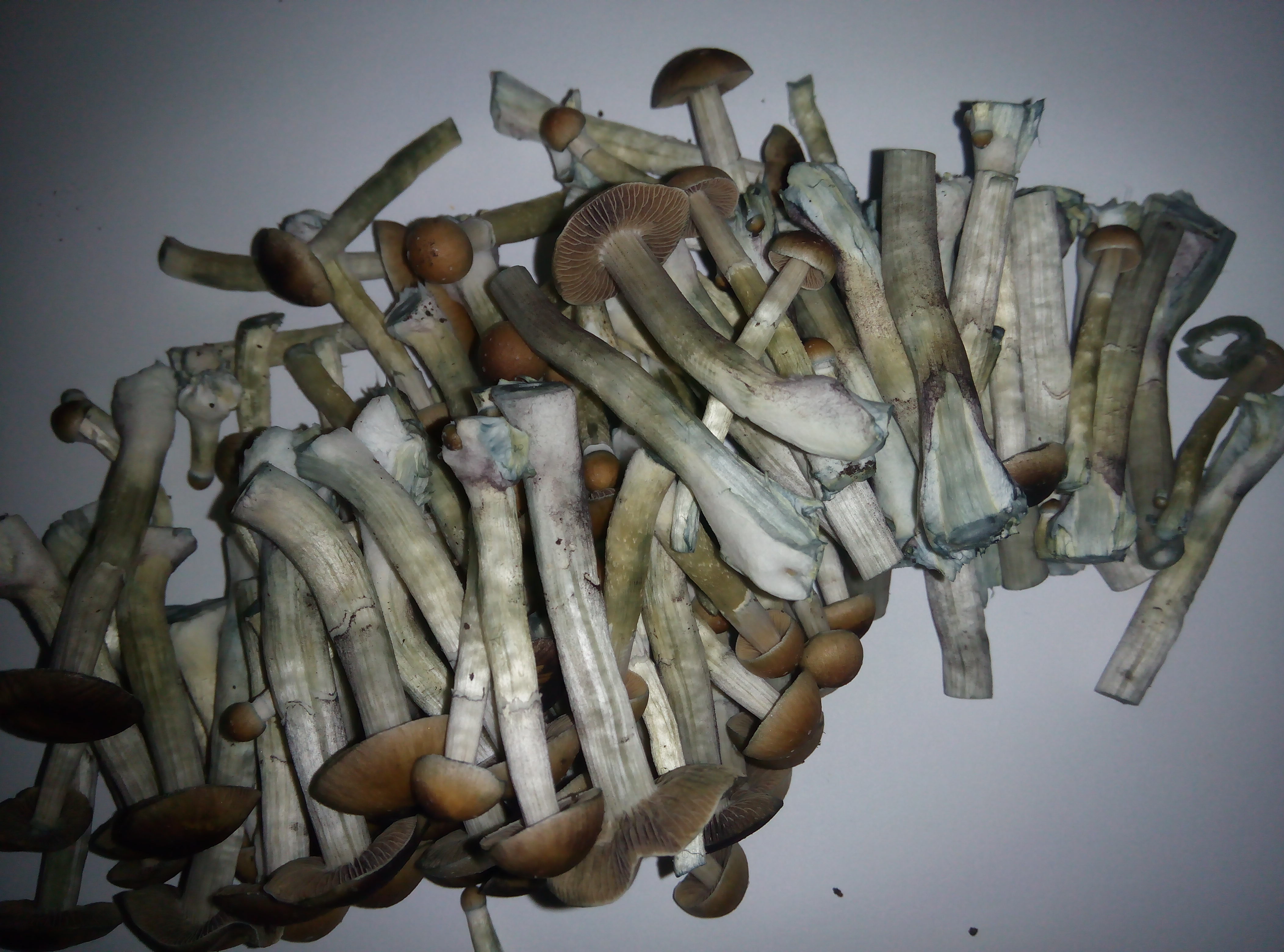 Грибы Pink Buffalo Источник: http://ganjalive.org/index.php?app=gallery&module=images§ion=review&do=process © GanjaLive.org