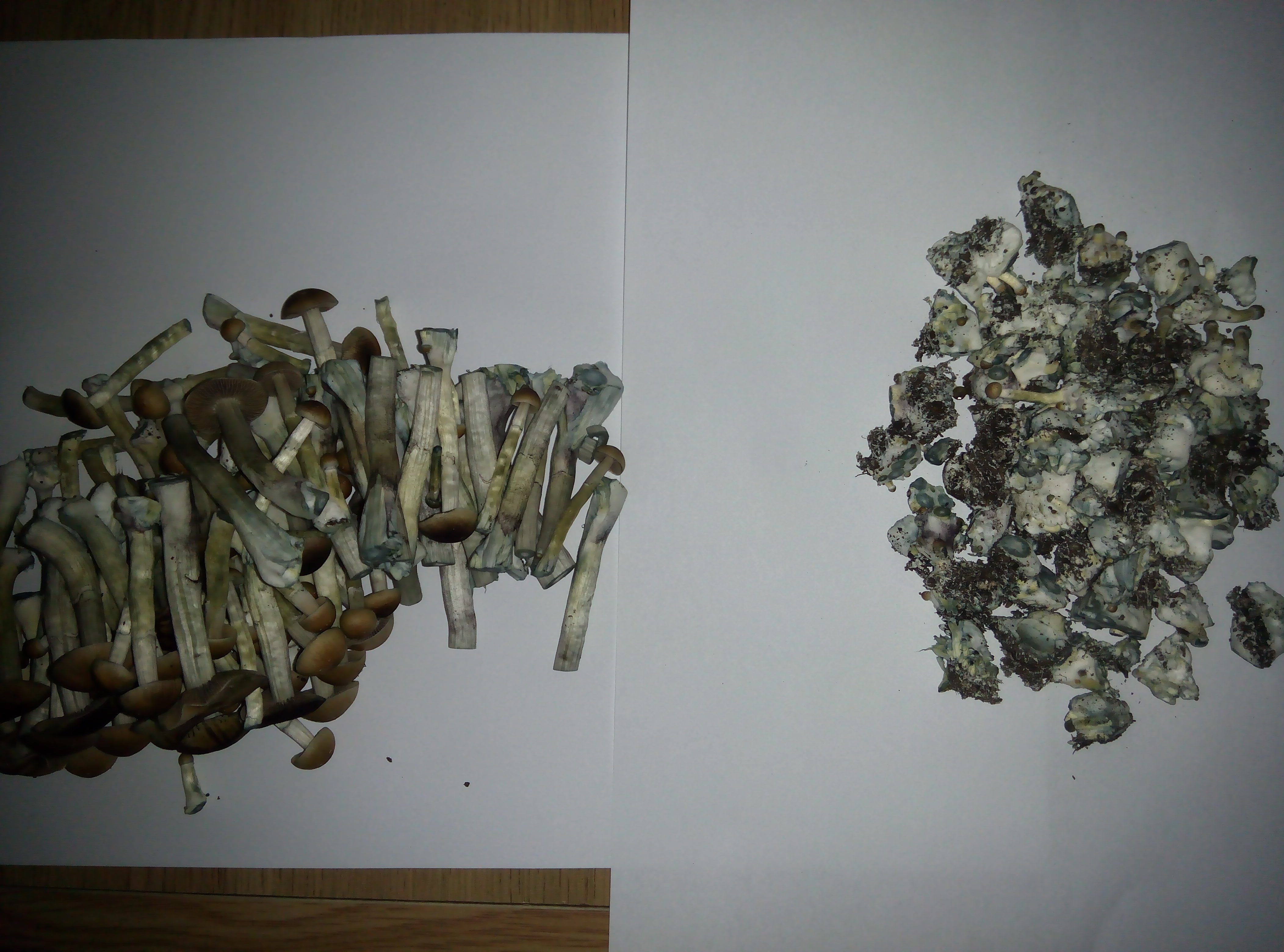 Грибы Pink Buffalo Источник: http://ganjalive.org/index.php?app=gallery&module=images§ion=review&do=process © GanjaLive.org