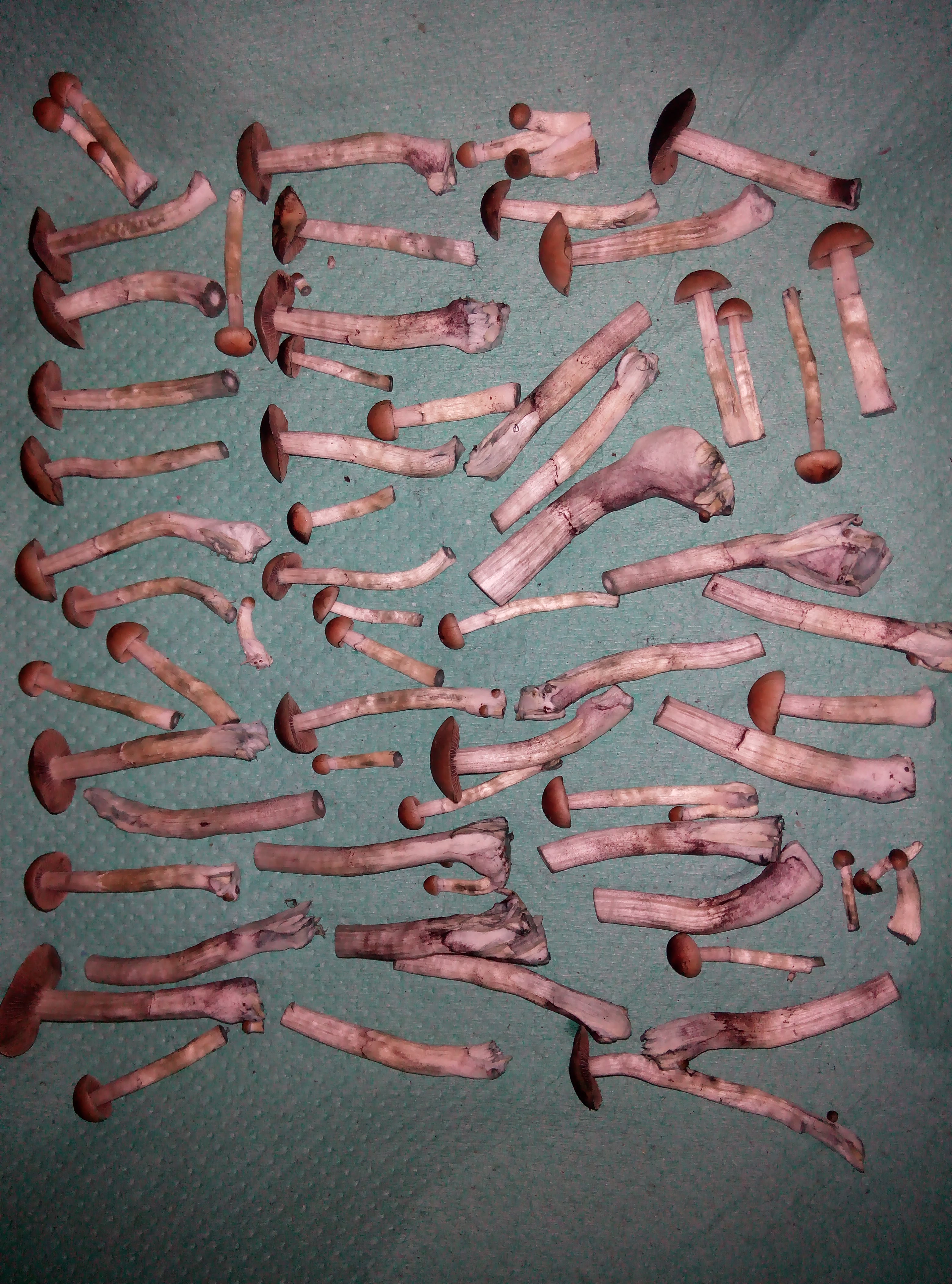 Грибы Pink Buffalo Источник: http://ganjalive.org/index.php?app=gallery&module=images§ion=review&do=process © GanjaLive.org